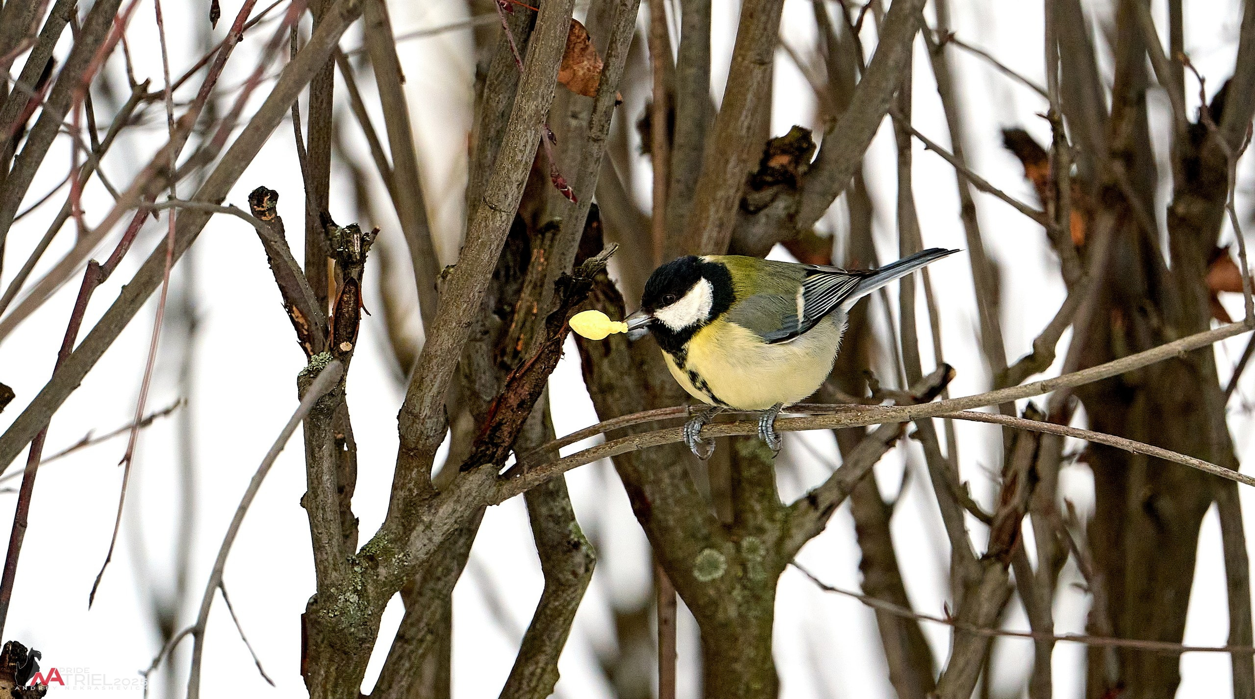 Фотопрогулка с птицами