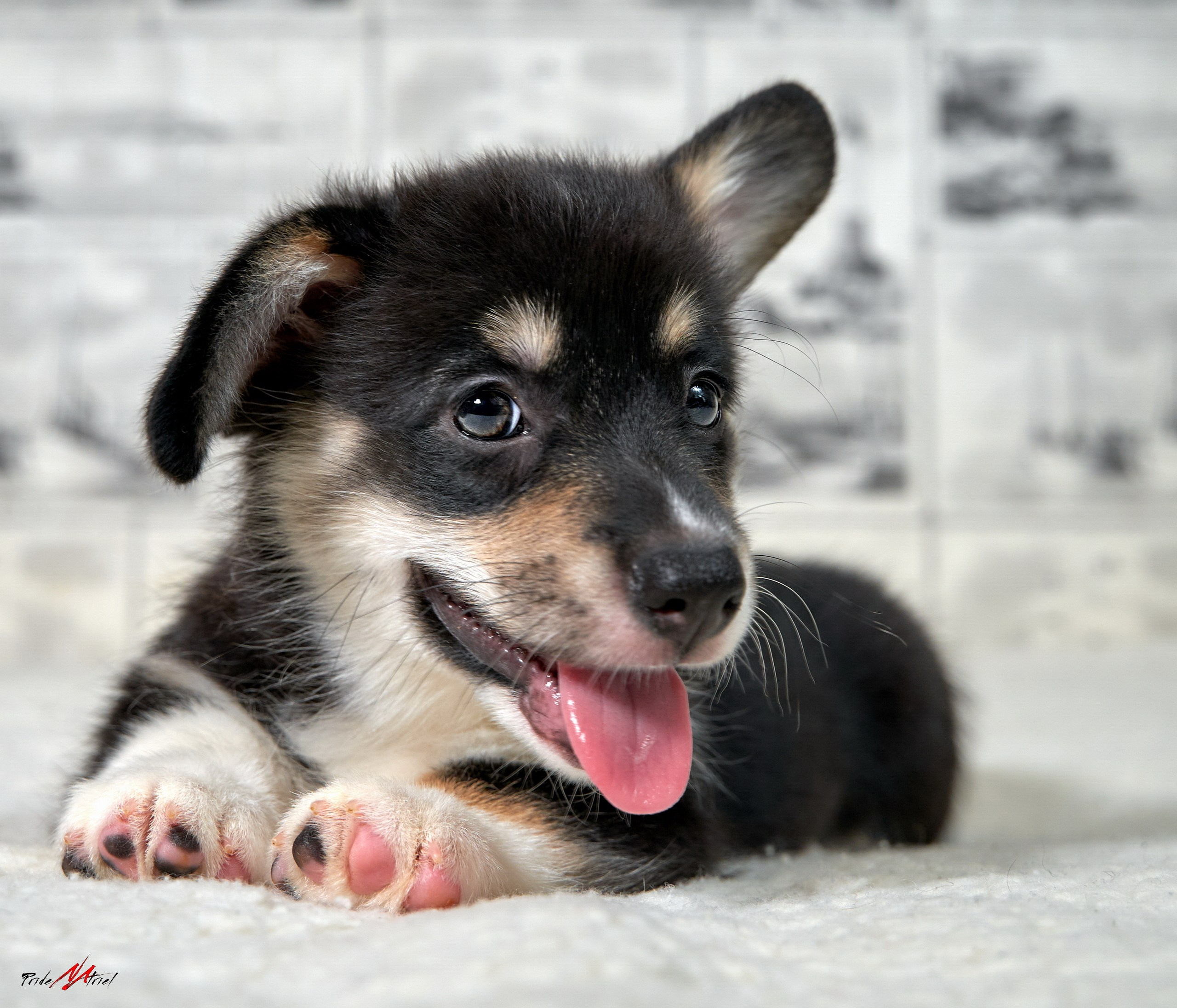 Щенки дома — галерея NATRIEL