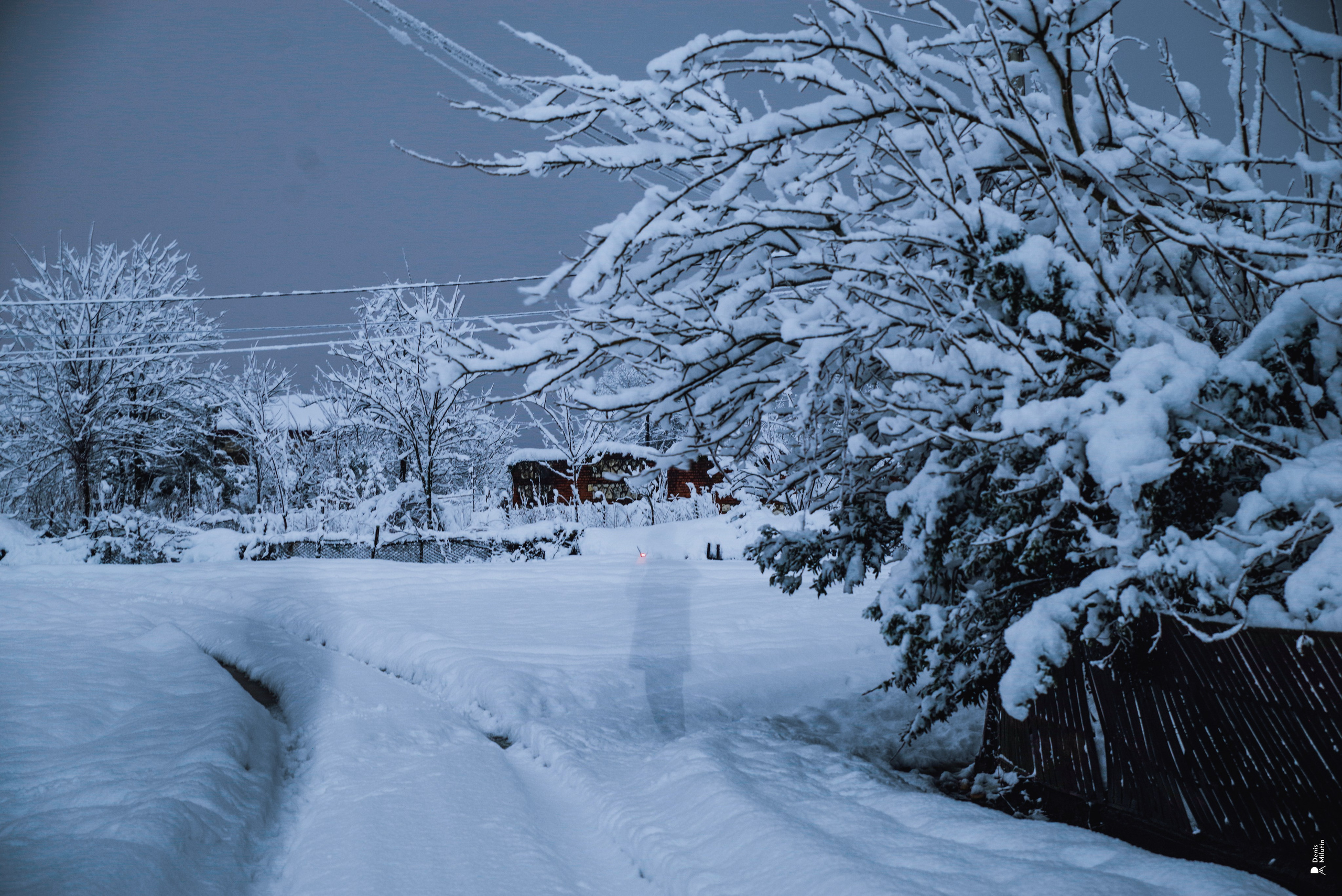 Спящий Менджи зимой. Портретный фотограф Денис Милютин