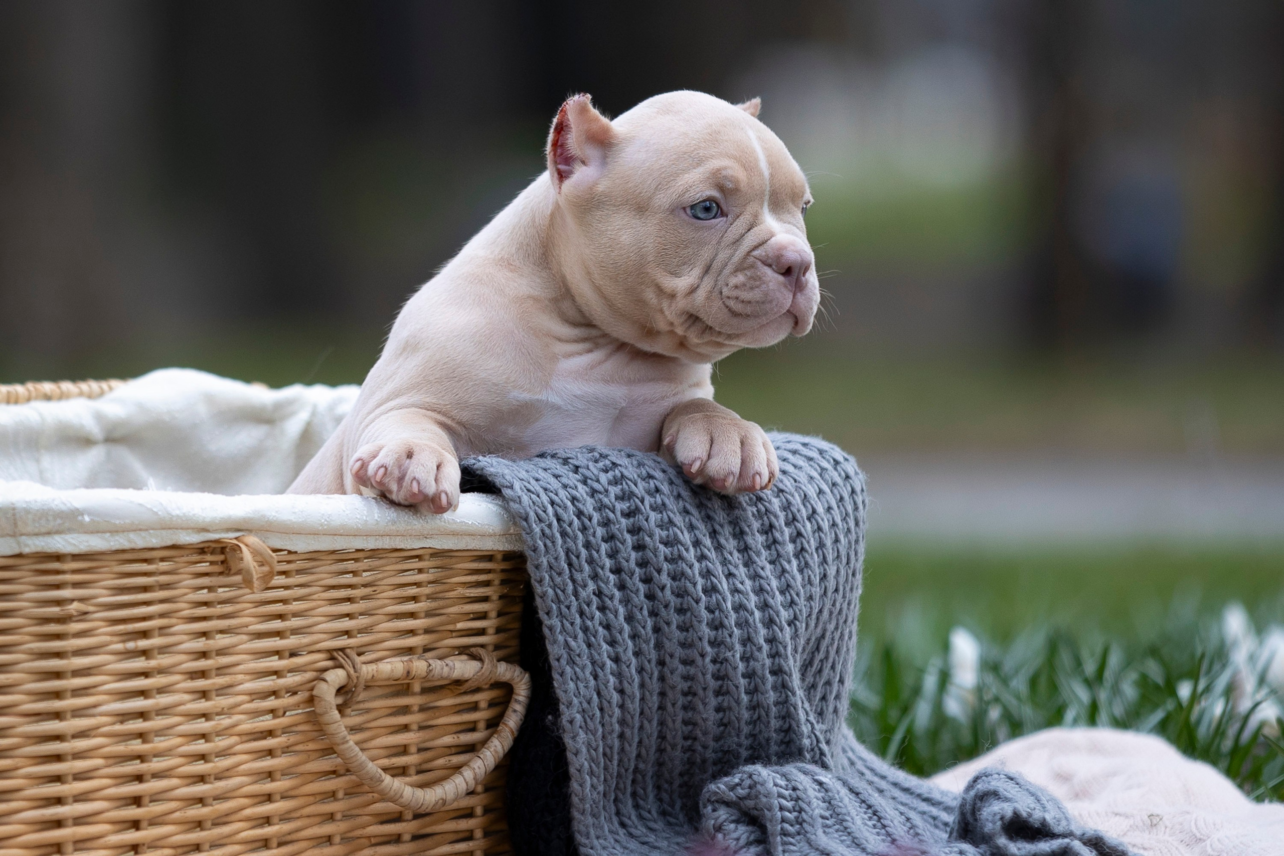 Американский Булли. Фотограф анималист, семейный фотограф, фотограф собак Комратова Мария. г. Москва