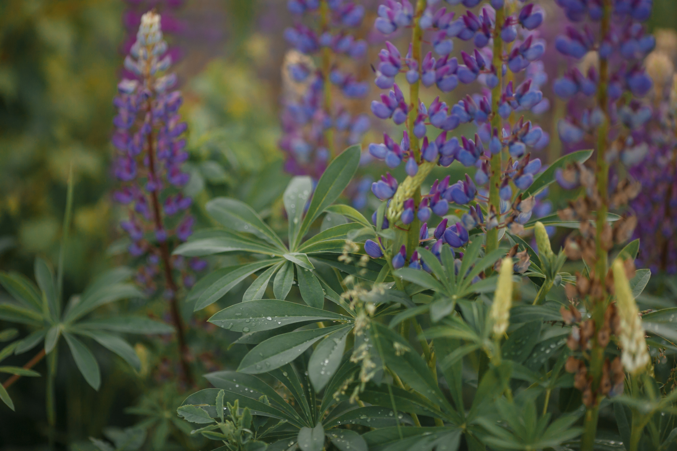 Свадьба: Надежда и Иван. Свадебный и репортажный фотограф (Москва, Королев и другие)