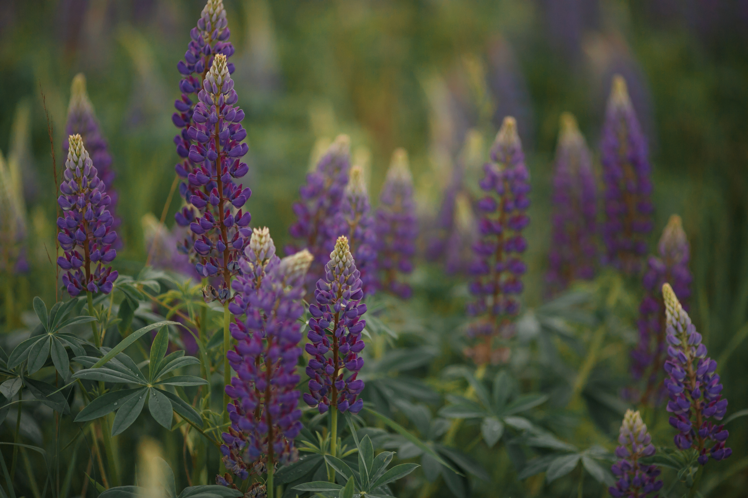 Свадьба: Надежда и Иван. Свадебный и репортажный фотограф (Москва, Королев и другие)