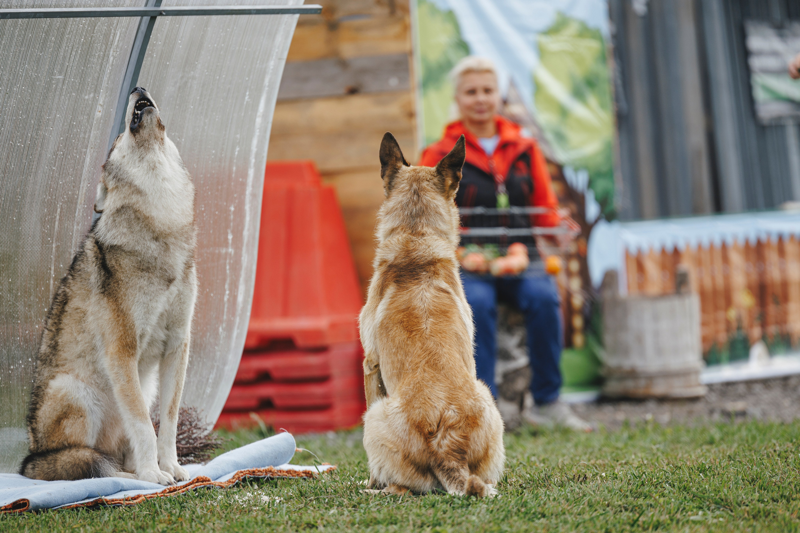 08.08.25-10.08.25 ЧР по мондьорингу г. Вологда. Фотограф-анималист Анна Маринич