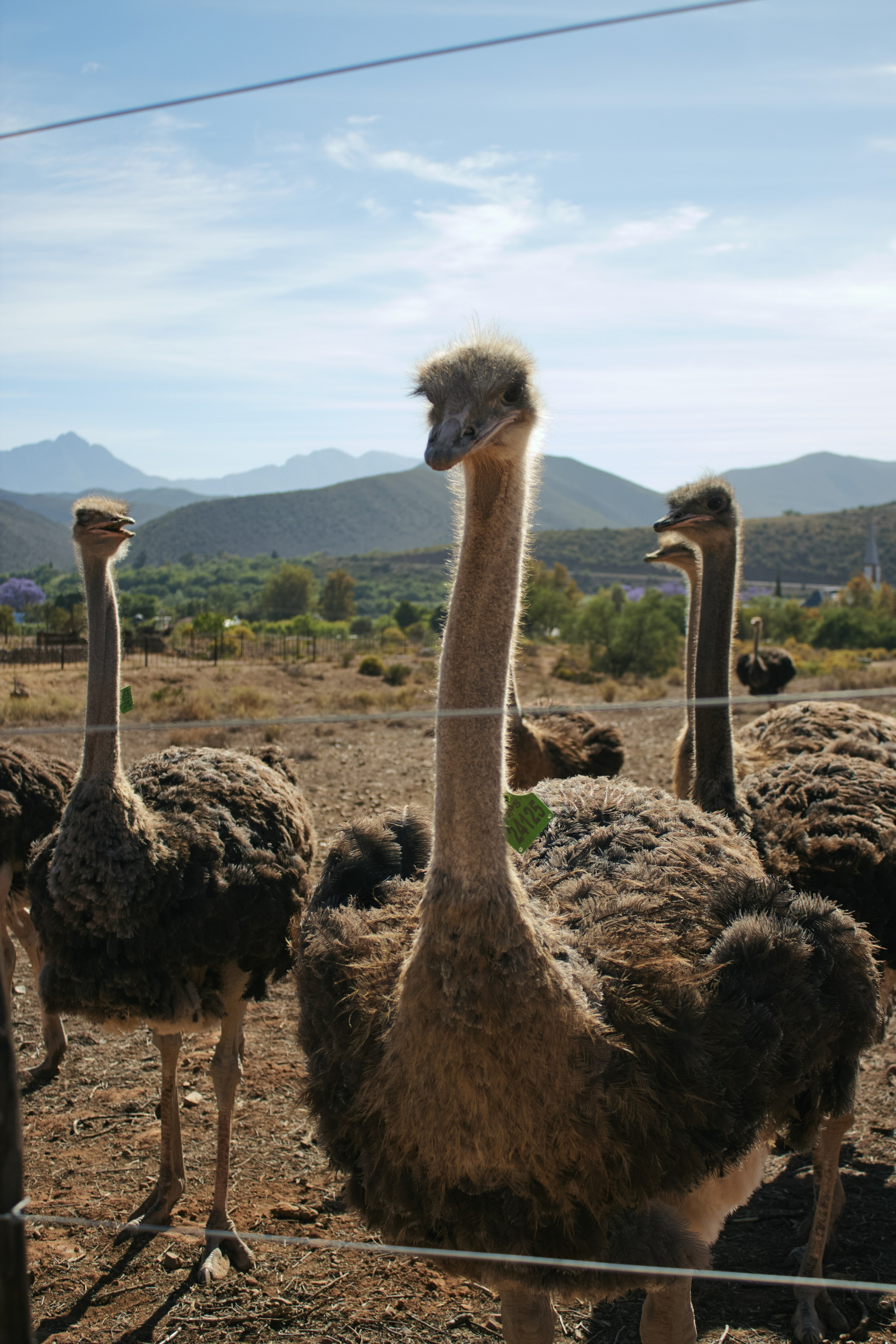 ЮАР. Профессиональный Фотограф во Владимире, в Москве и в Суздале — Полина Романычева