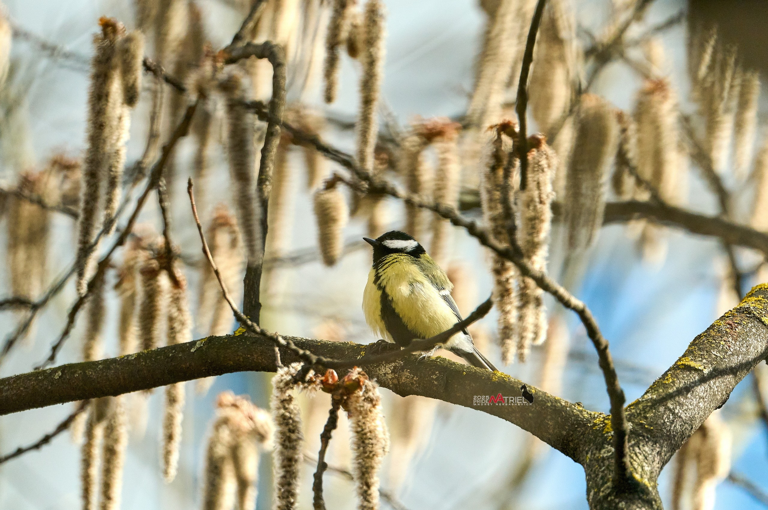 Фото птиц — галерея NATRIEL