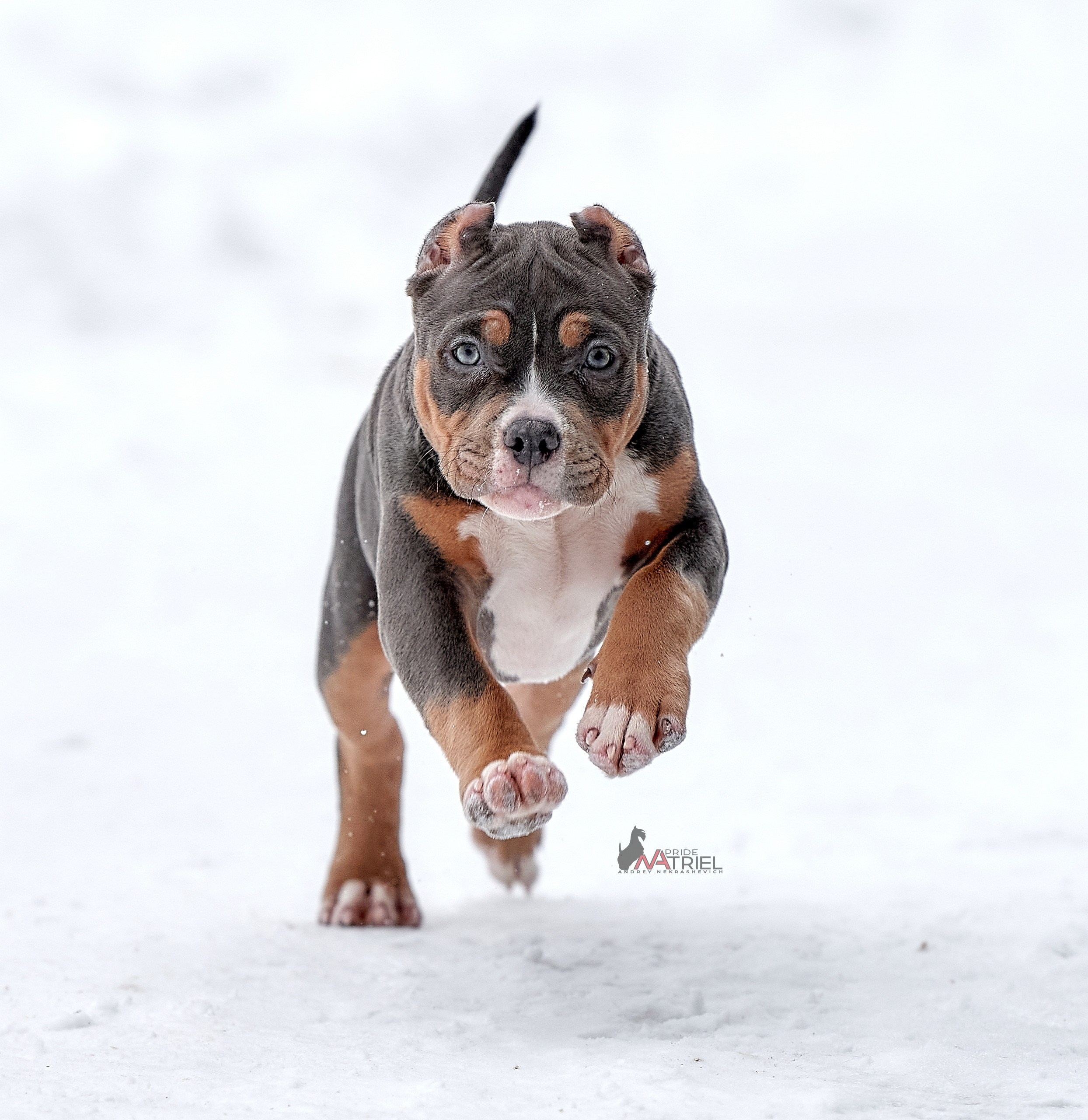 Щенки на прогулке — галерея NATRIEL