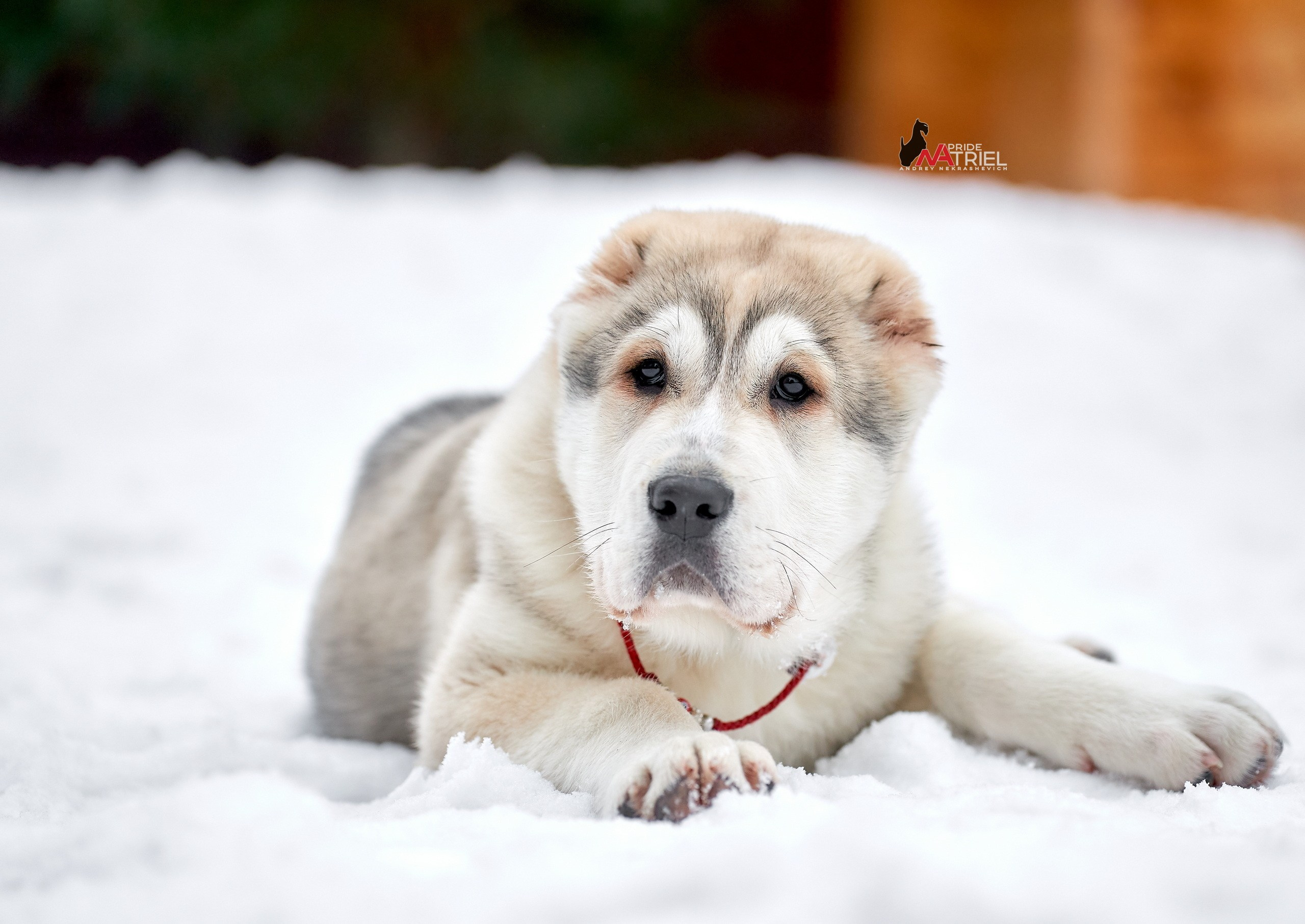 Щенки на прогулке — галерея NATRIEL