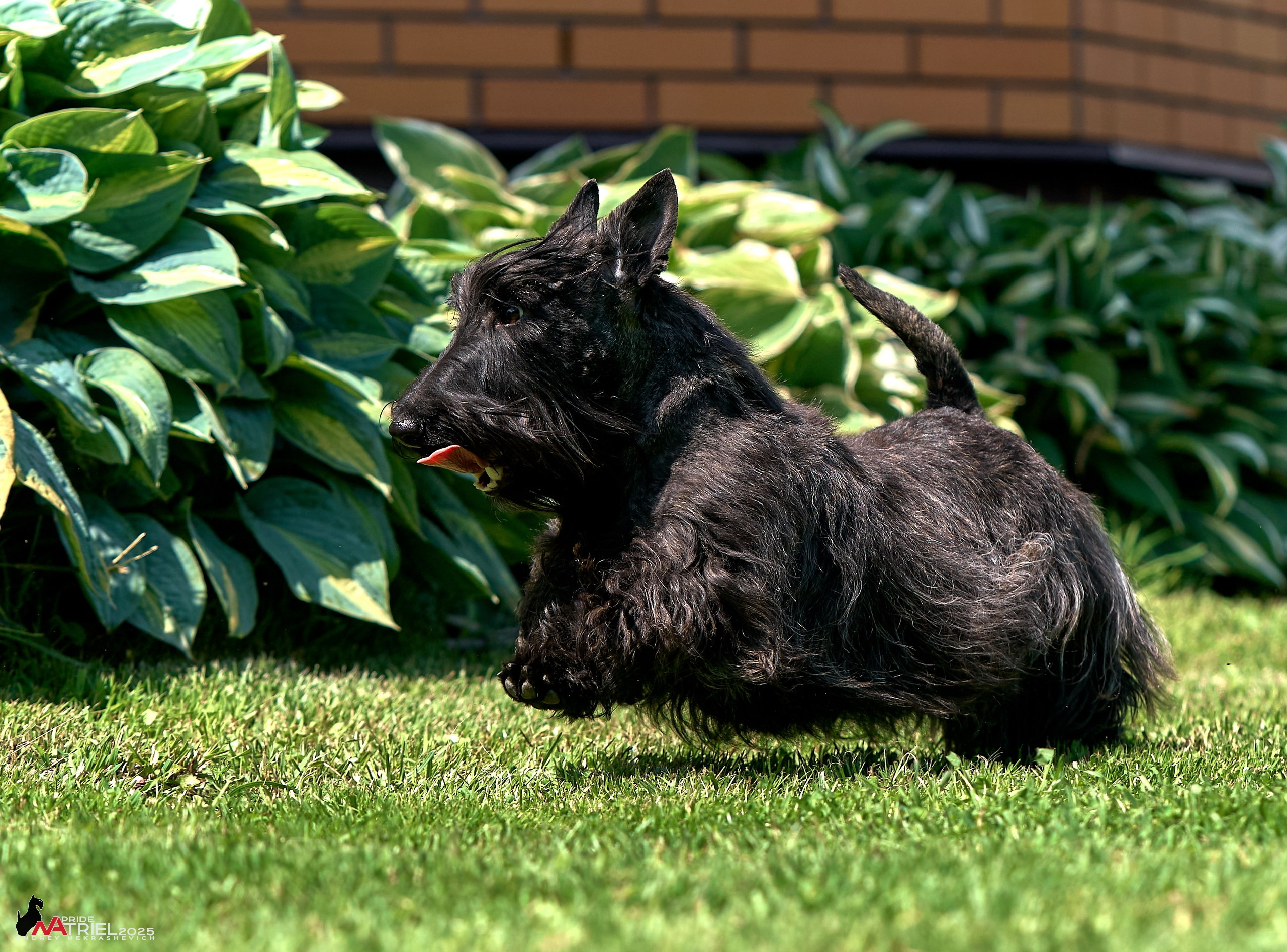 Алабаи и скотч-терьеры в питомнике у Ольги