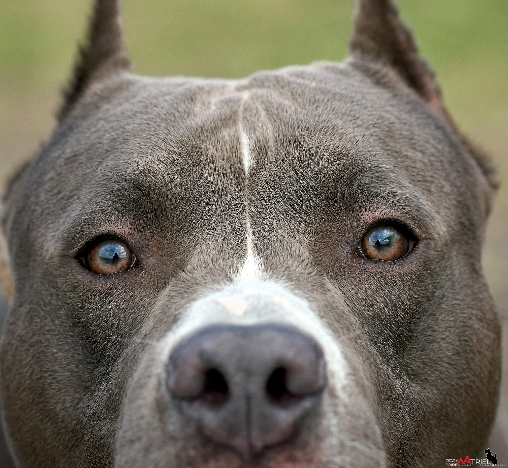 Съемка на выставке в Пёсик-Хаус