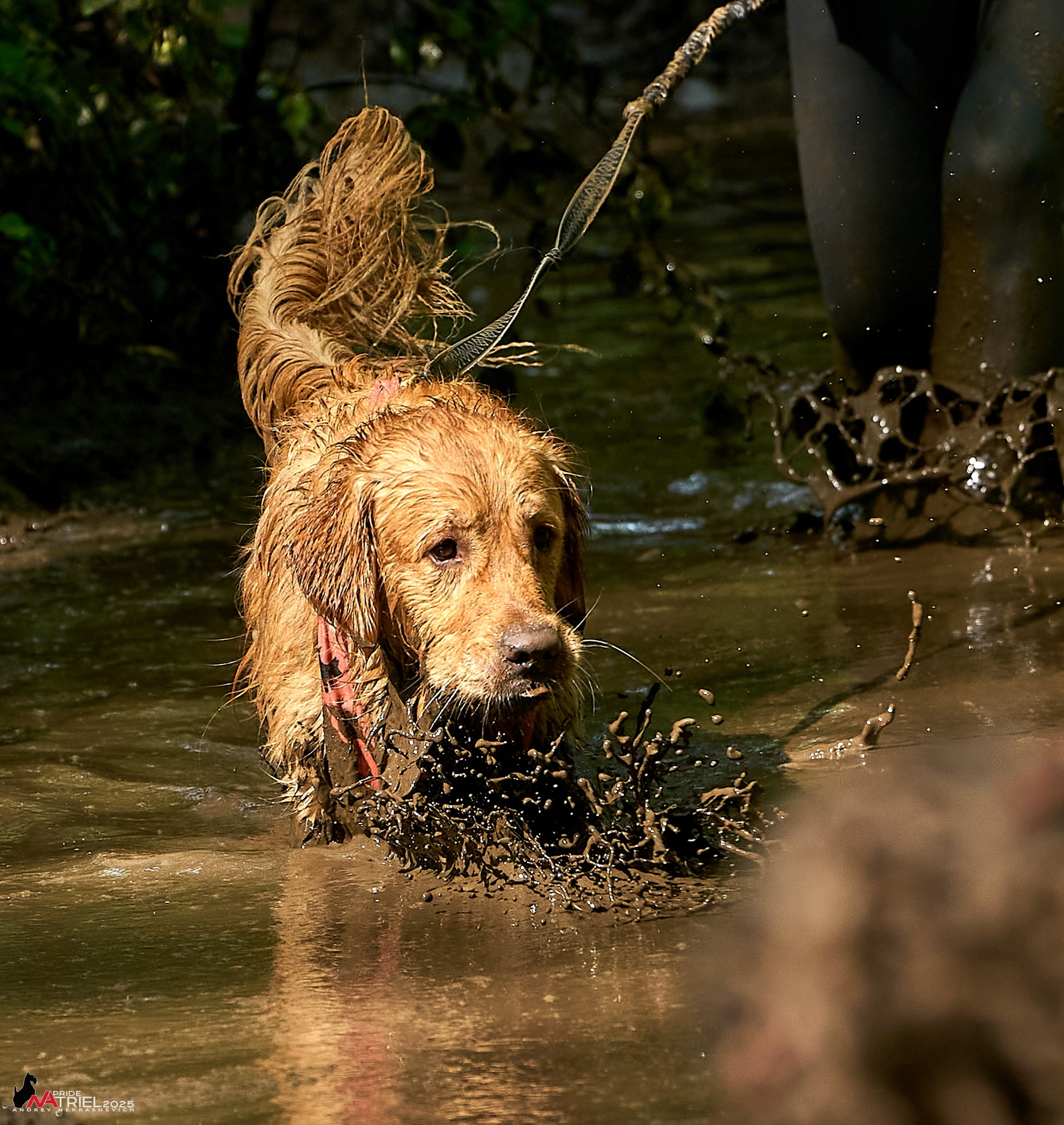 Russian Extreme Dog Trail — 2025