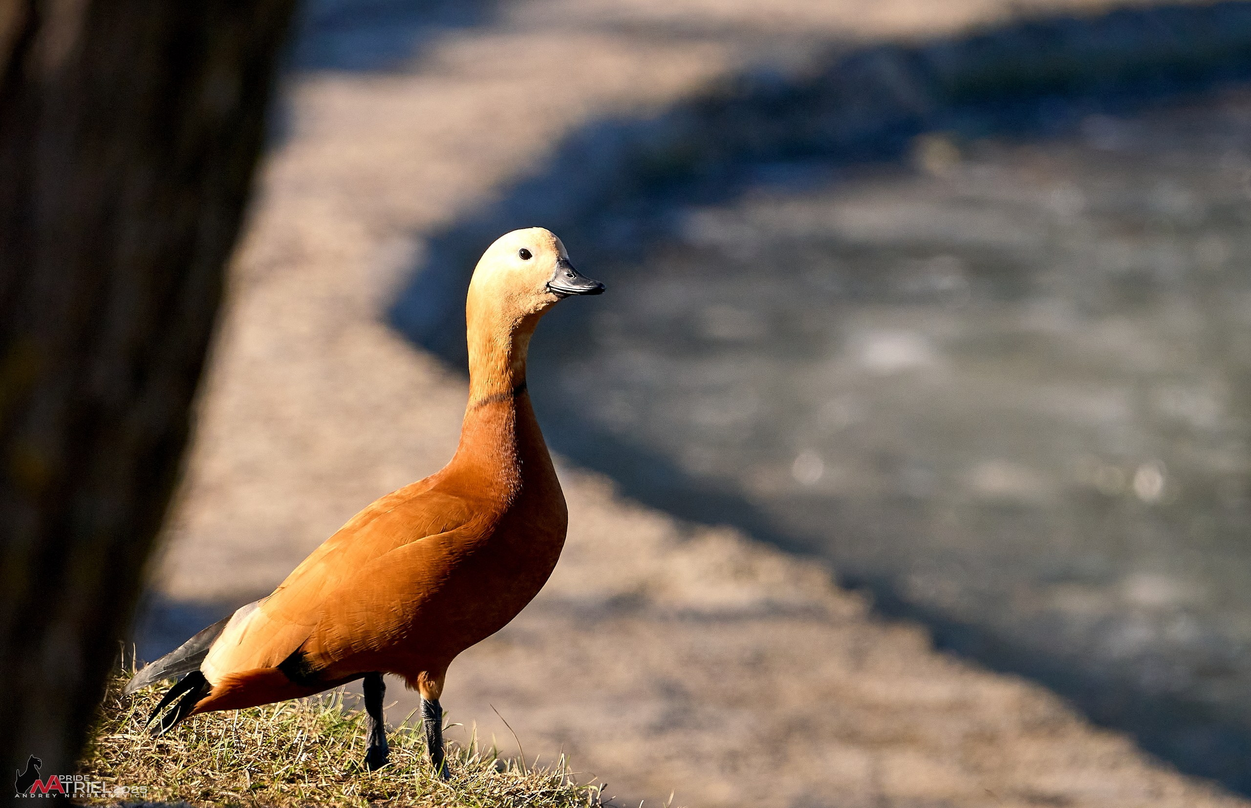 Фотопрогулка в Бутово