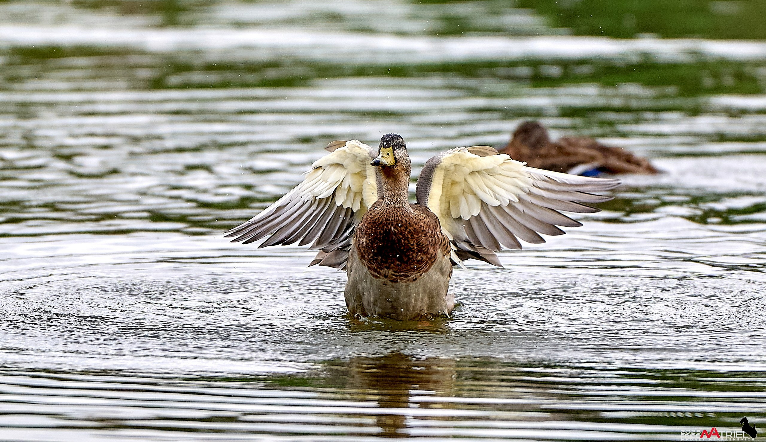 Утки на пруду