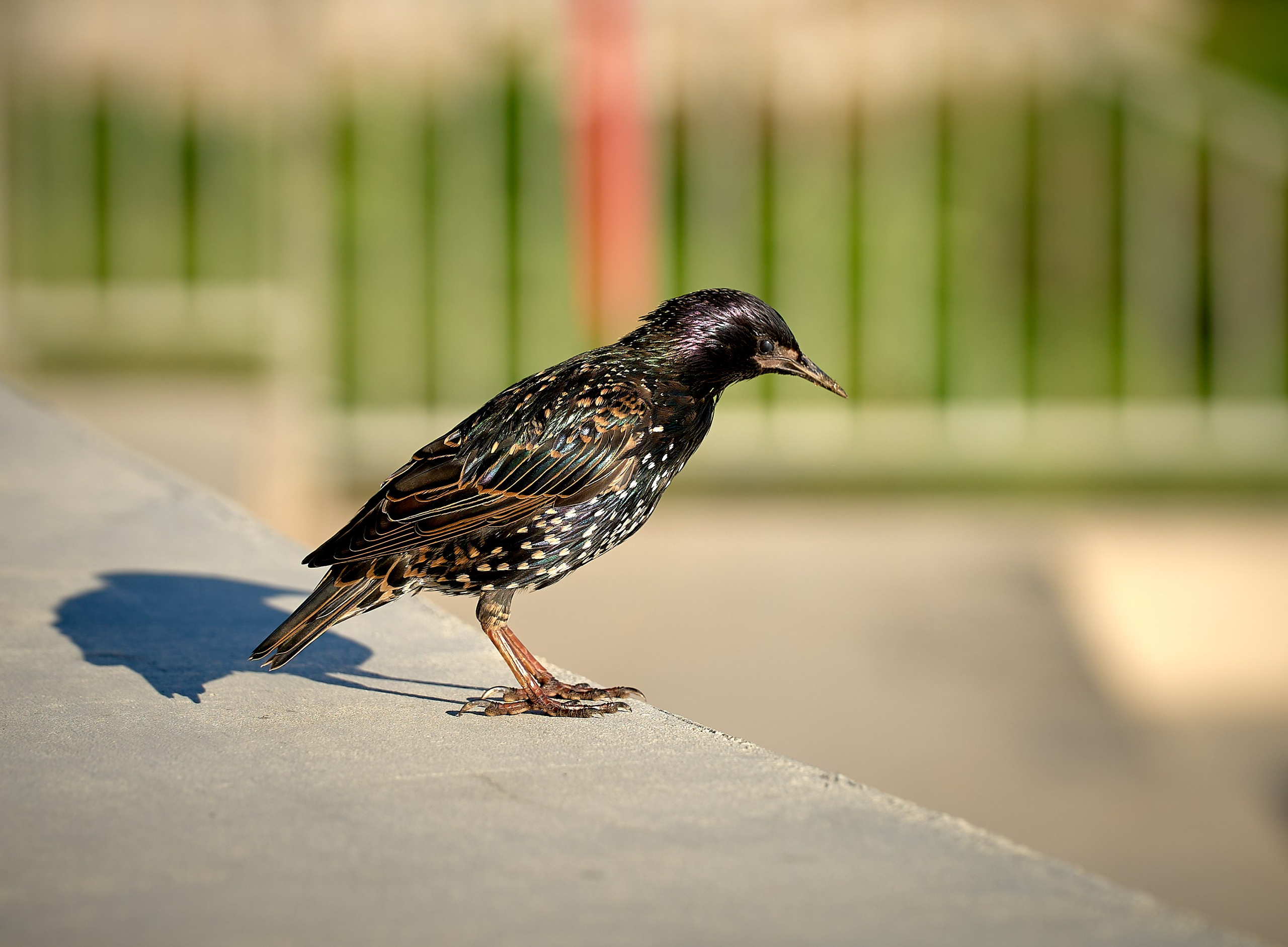 Фото птиц — галерея NATRIEL