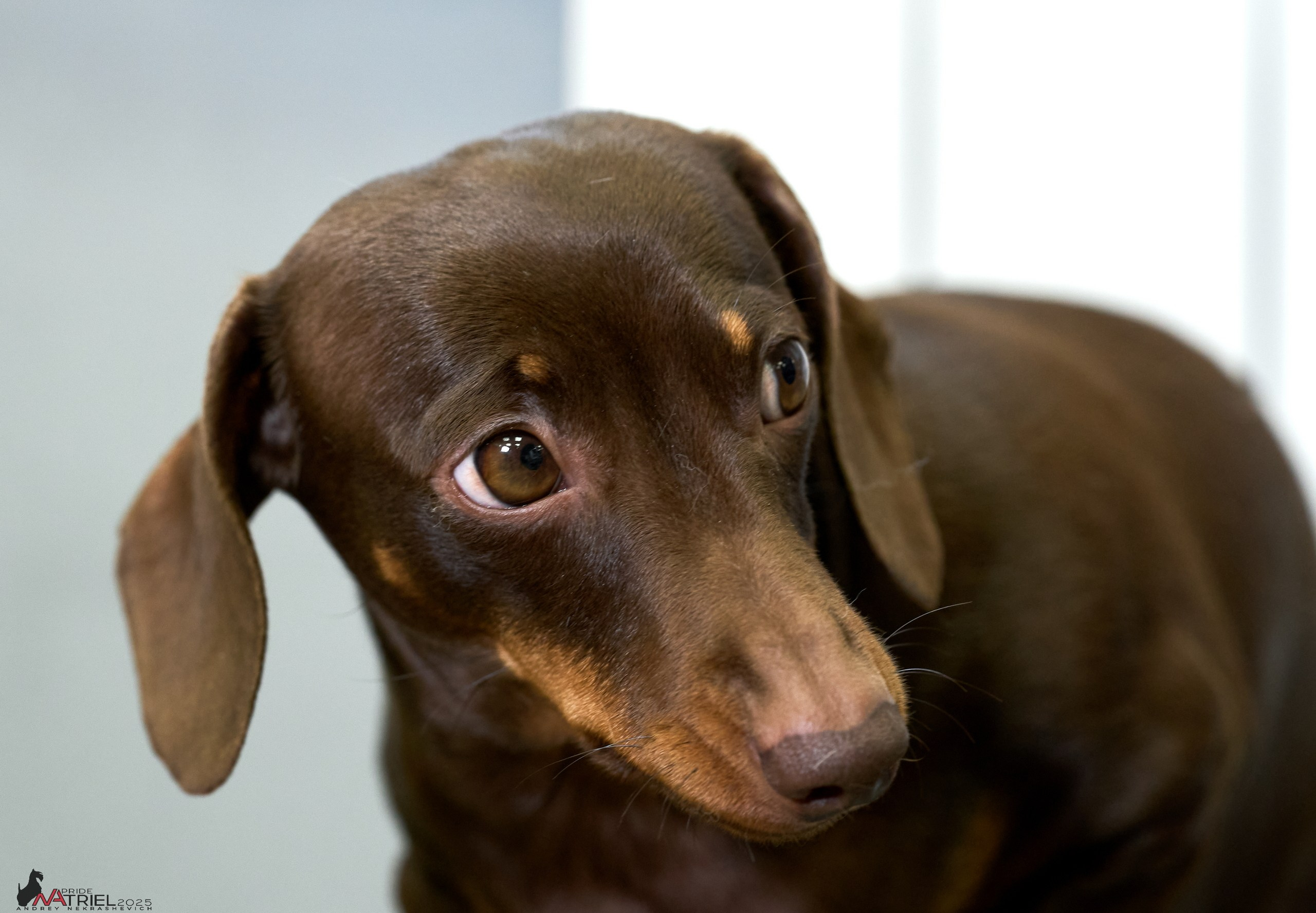 Съемка щенков таксы с мобильным светом