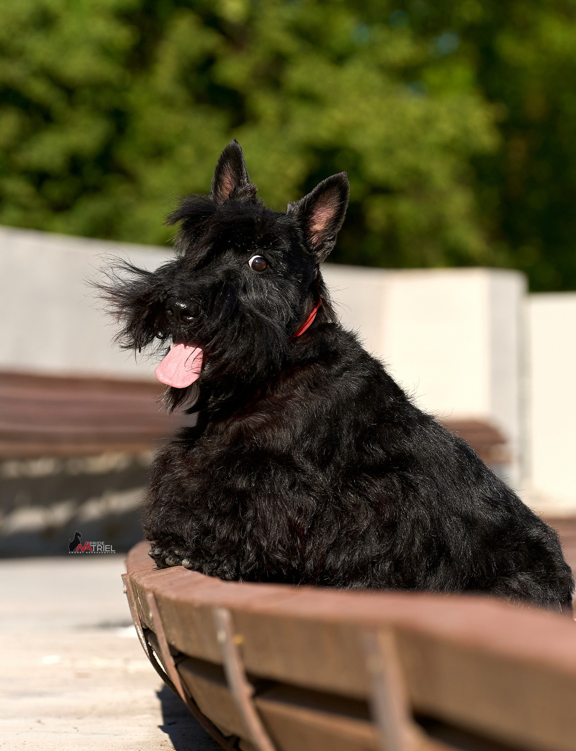 Портреты собак — галерея NATRIEL