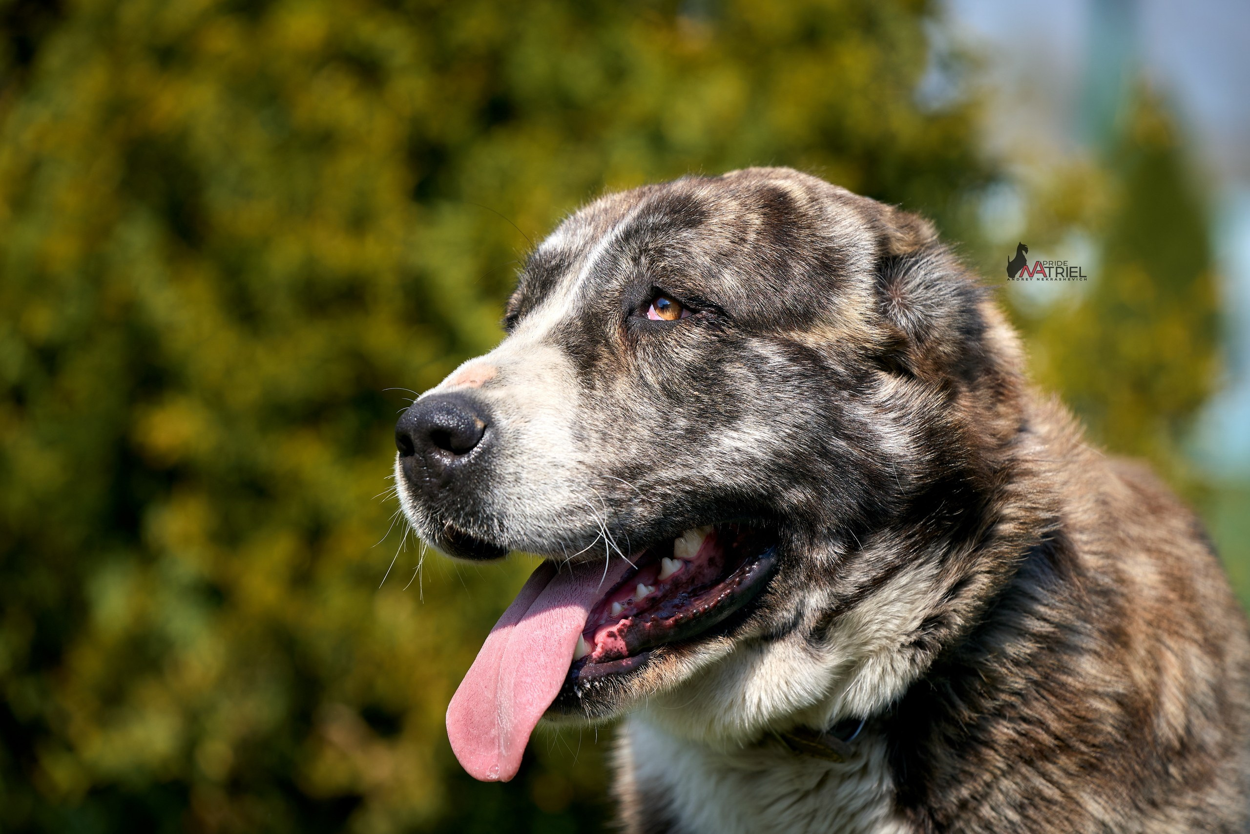 Среднеазиаты — щенки и взрослые