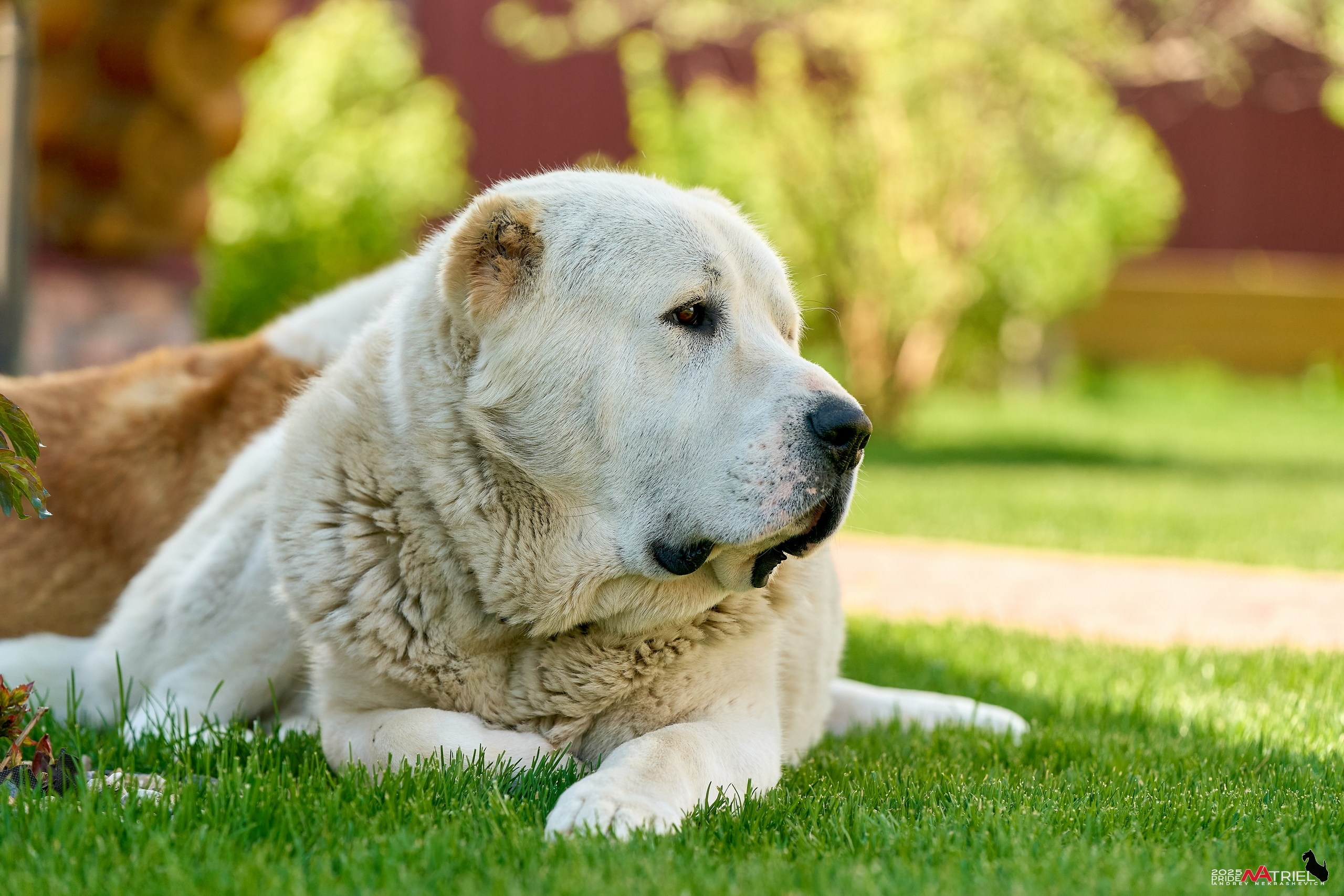 Съемка в питомнике