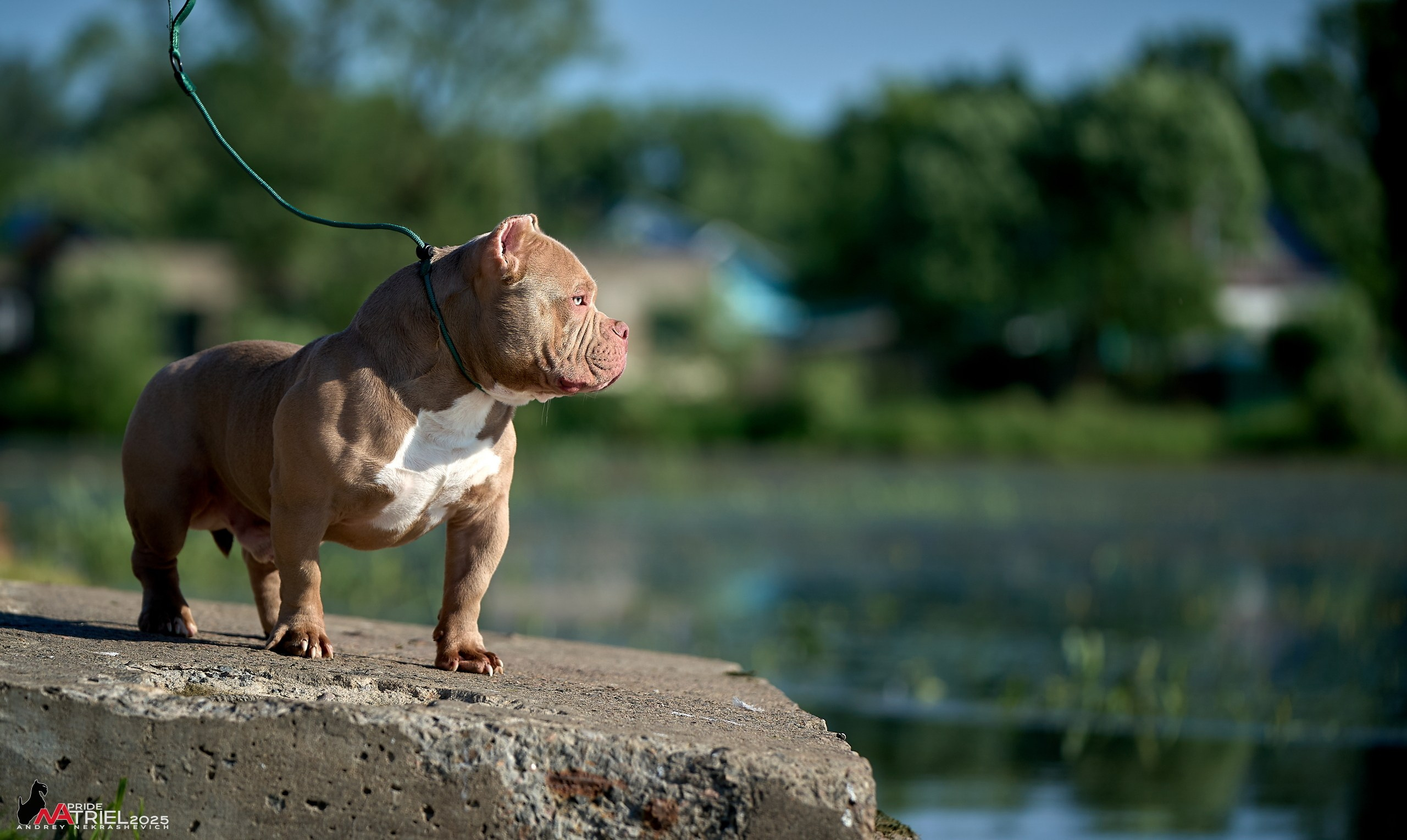 Съемка собак породы булли на природе
