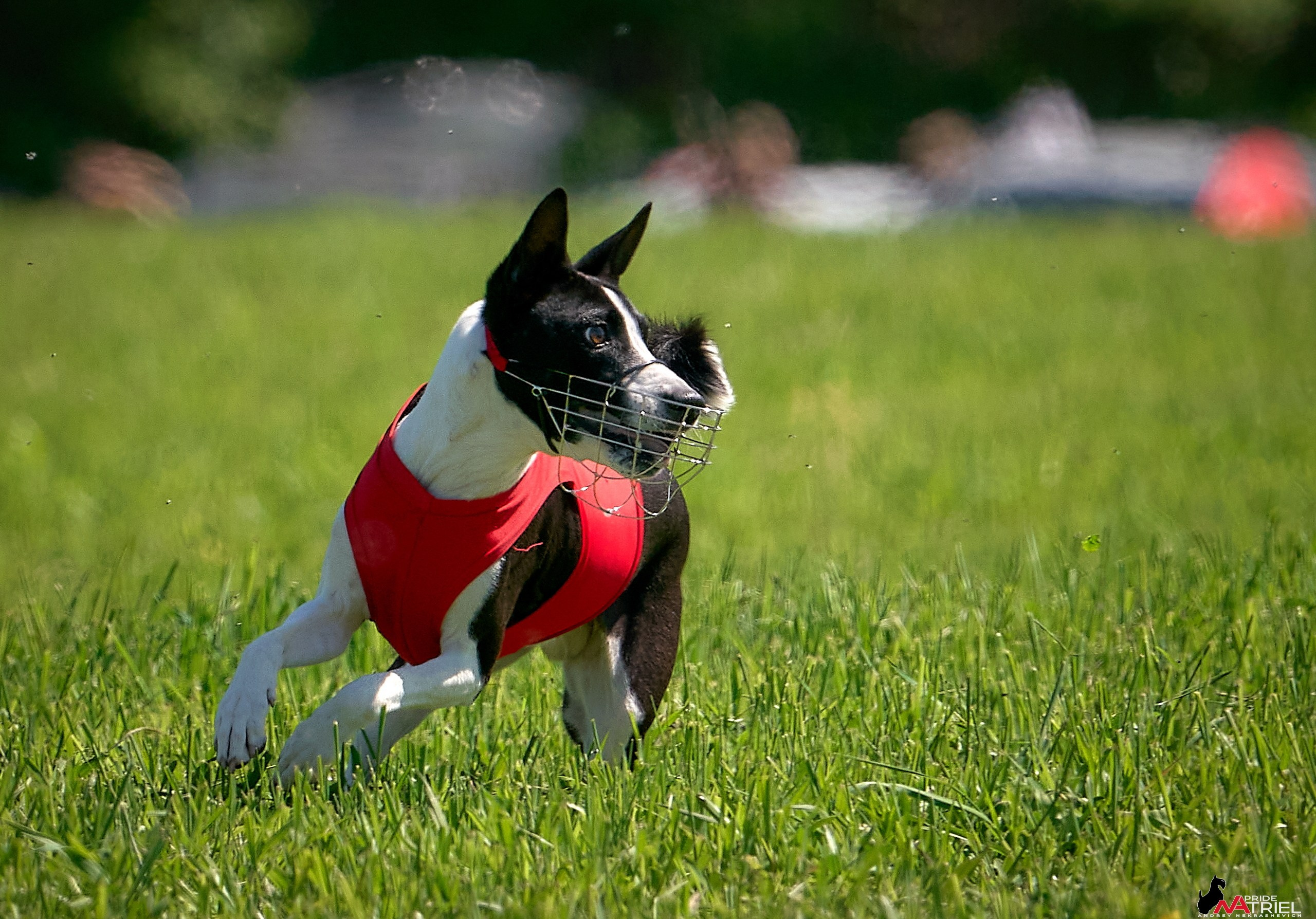 Съемка курсинг — галерея NATRIEL