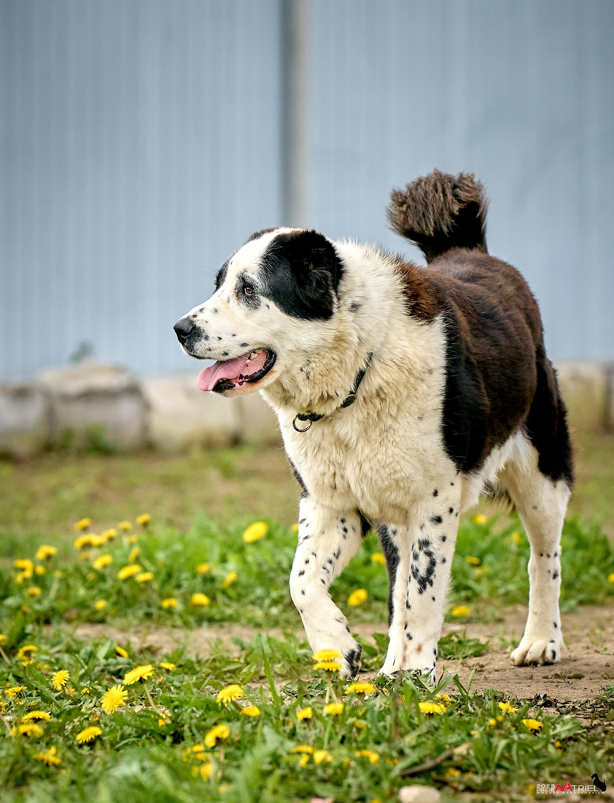 Съемка в питомнике