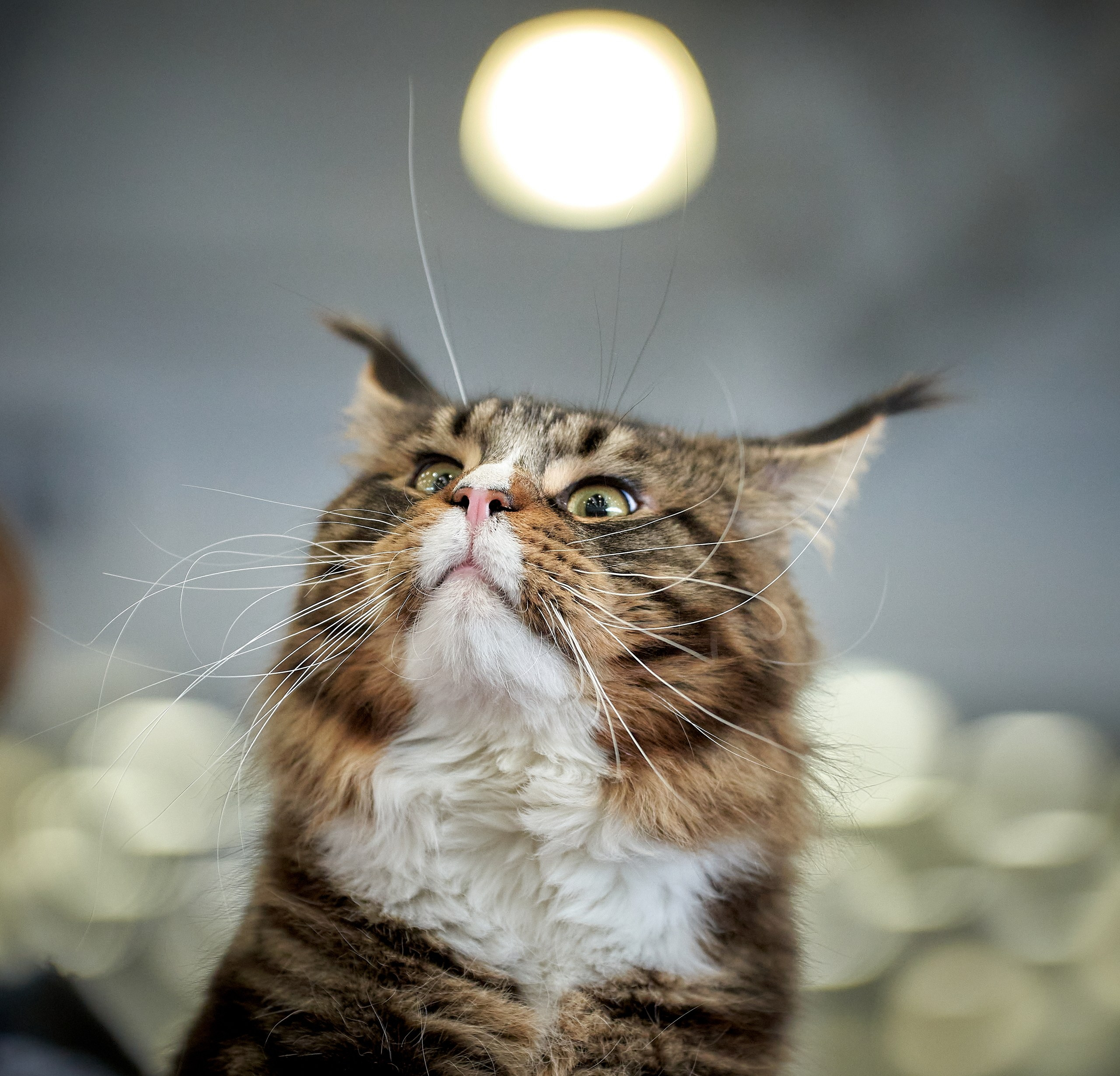 Кошки на выставках — галерея NATRIEL