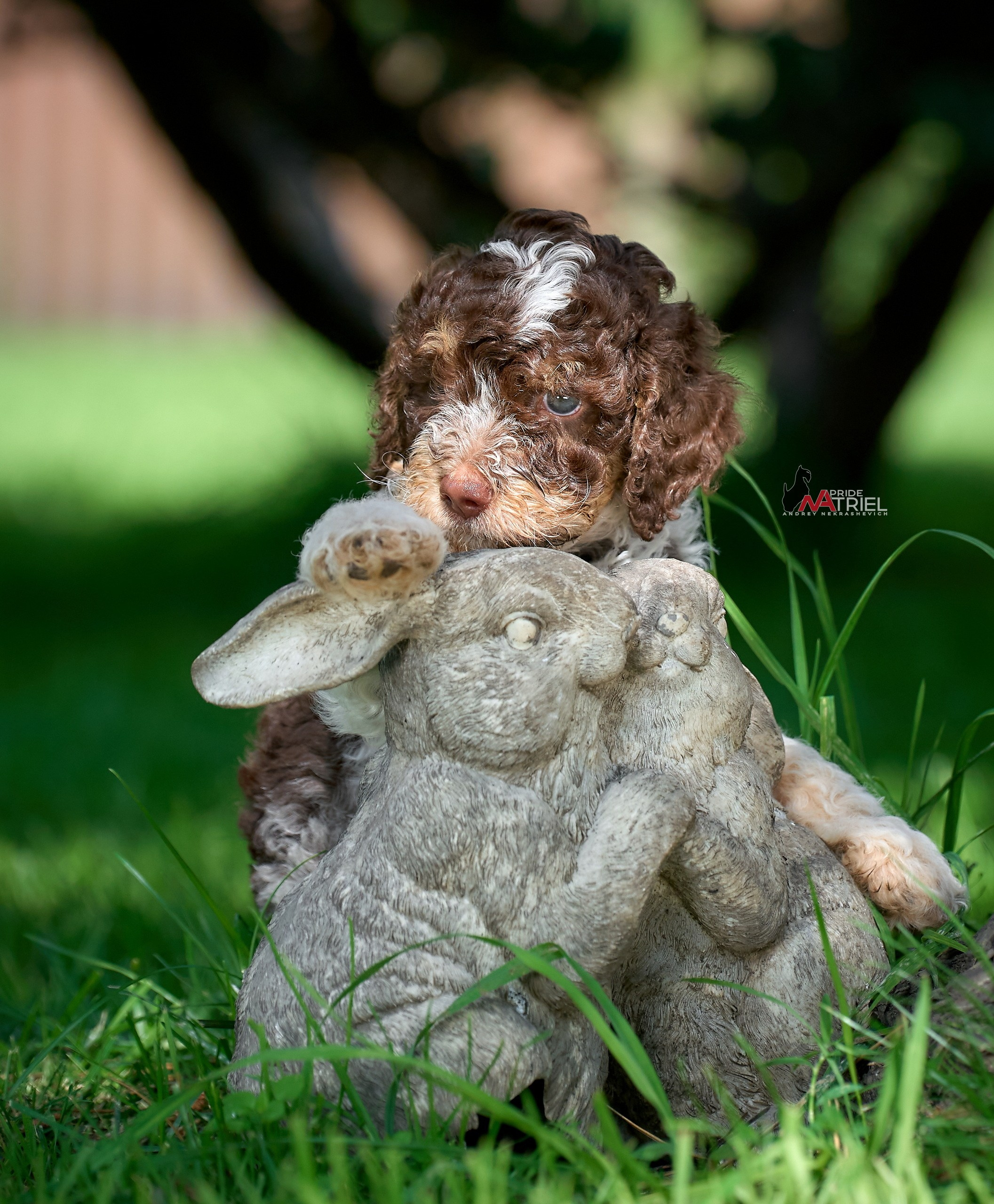 Щенки на прогулке — галерея NATRIEL