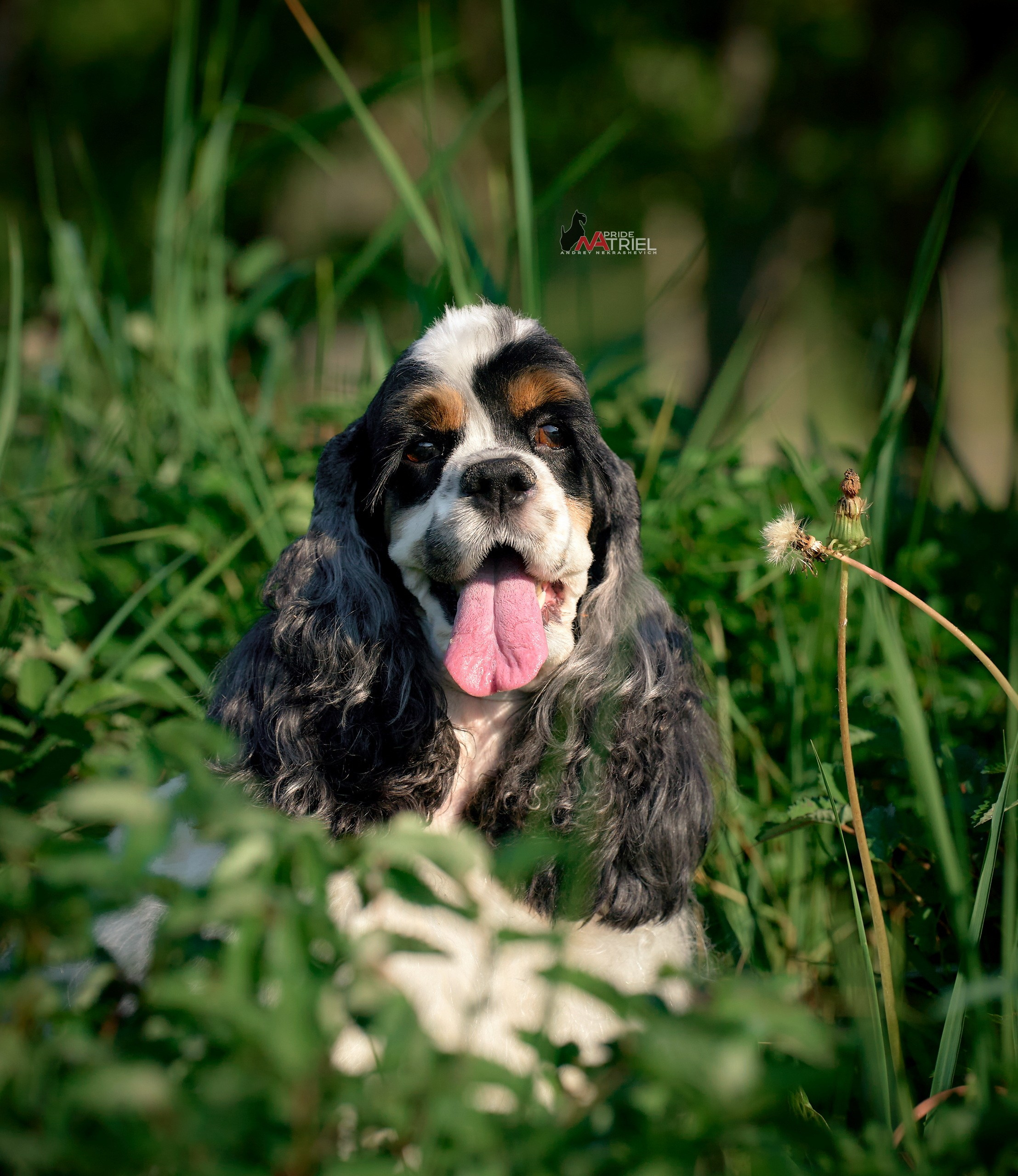 Портреты собак — галерея NATRIEL