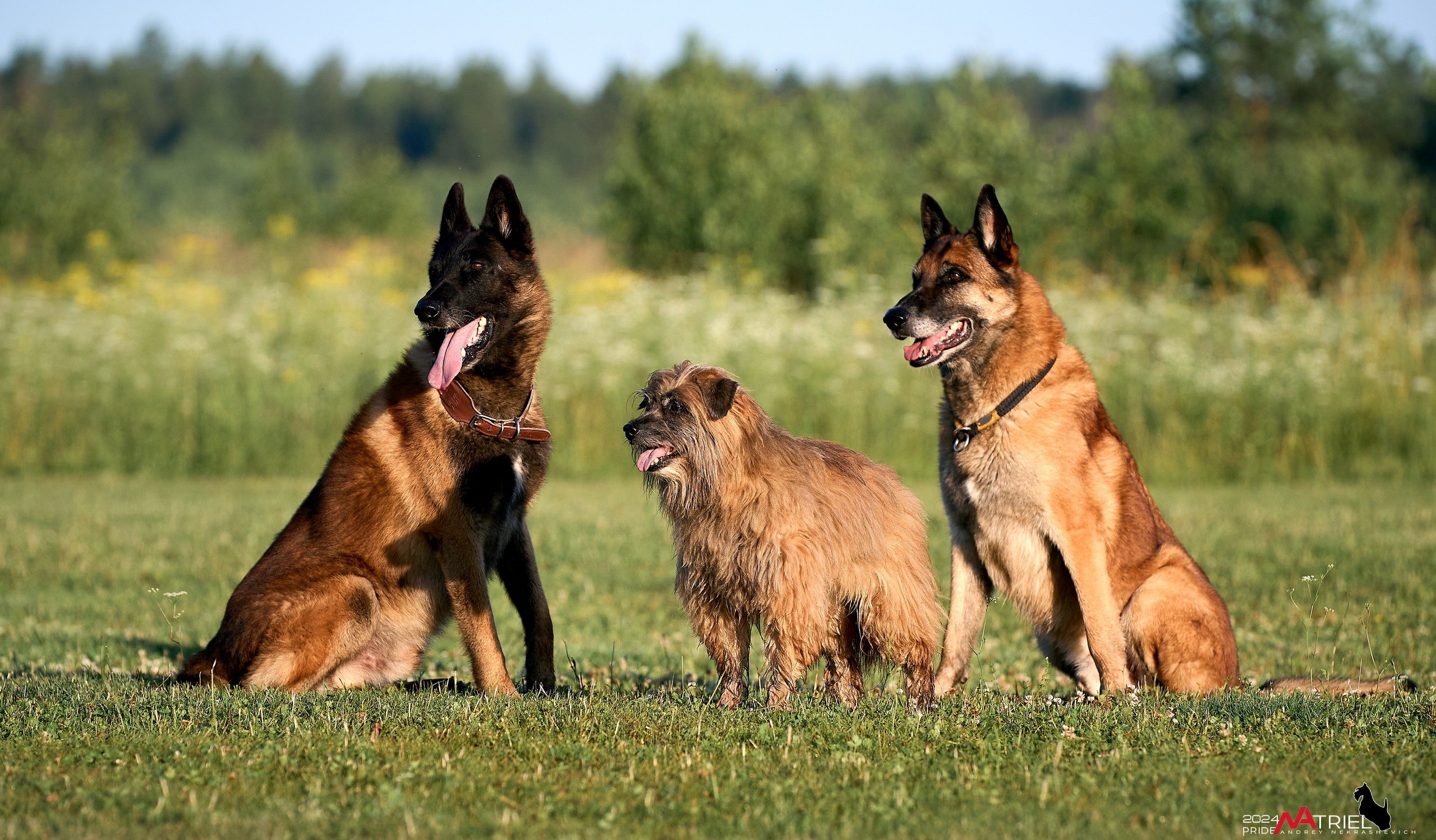 Репортаж из кинологического лагеря