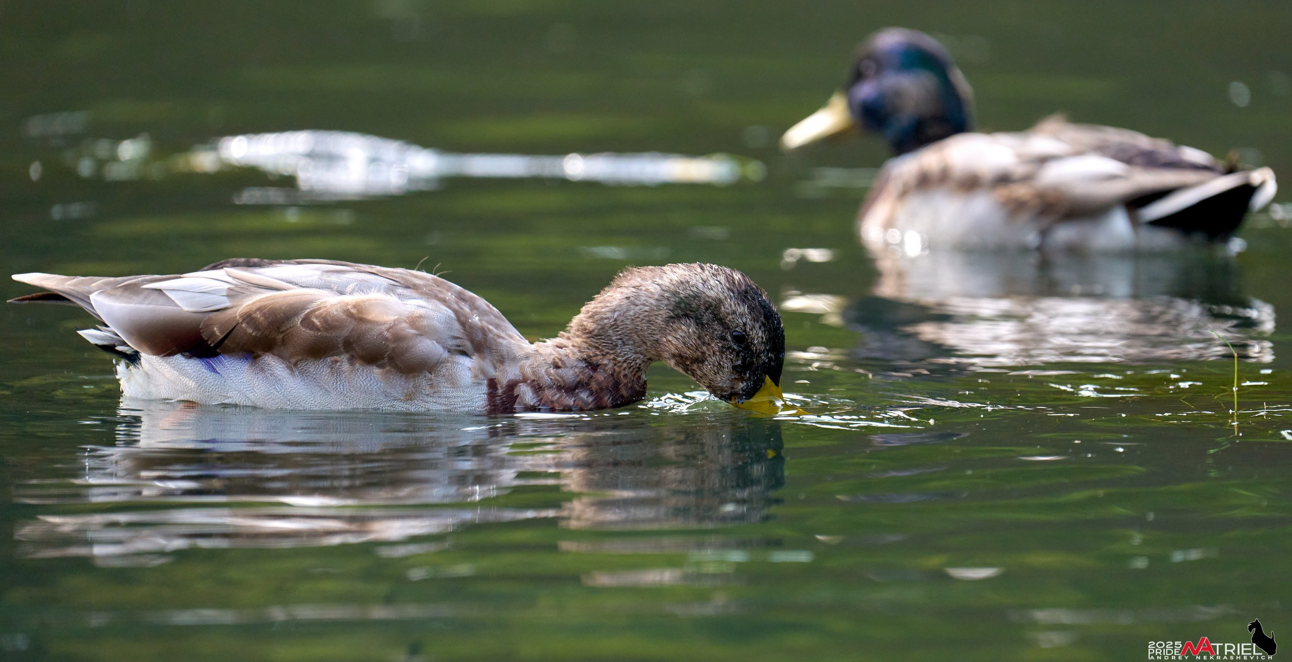 Съемка с объективом Sony 200-600 на камеру Sony A1m2