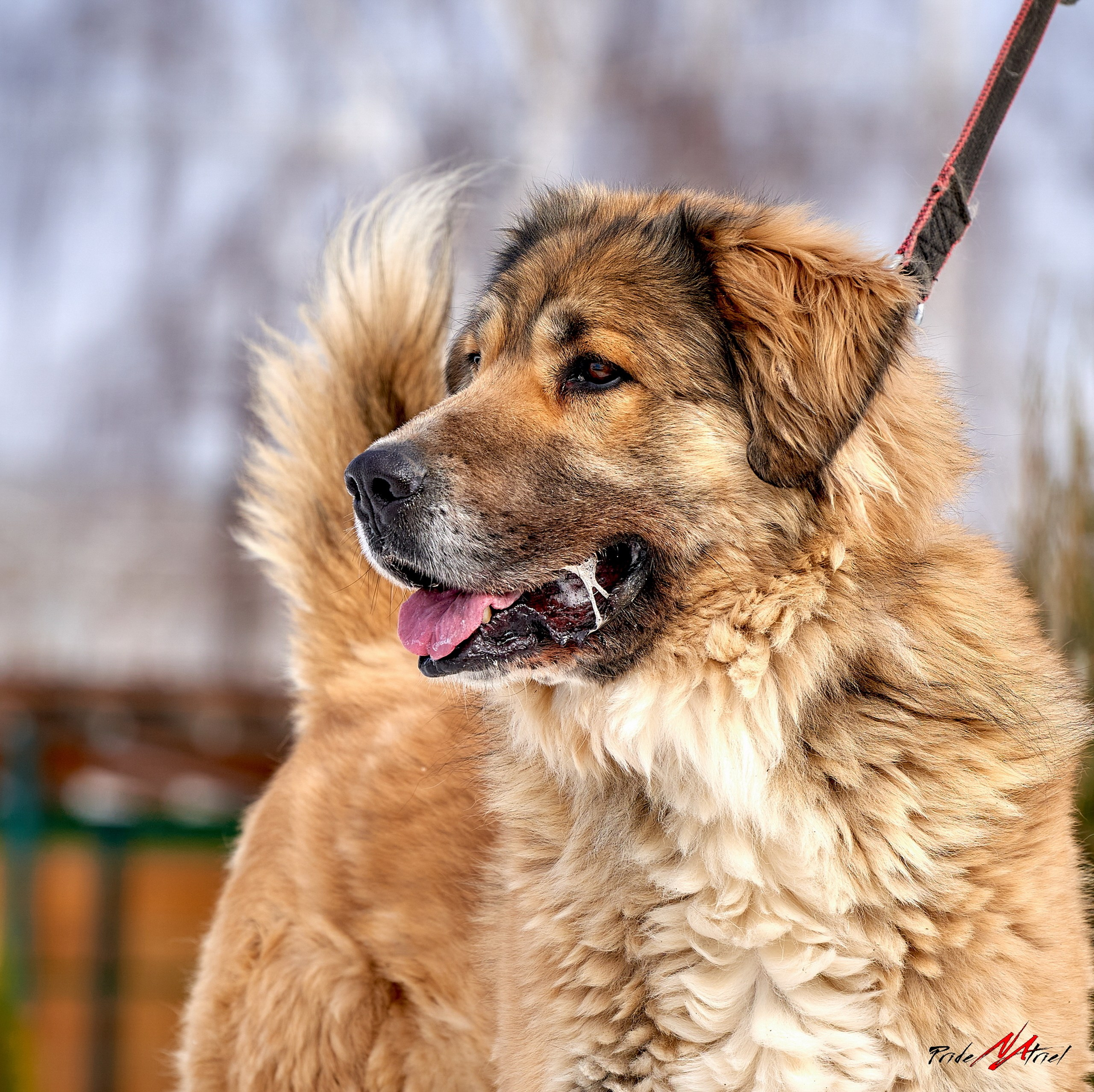 Портреты собак — галерея NATRIEL