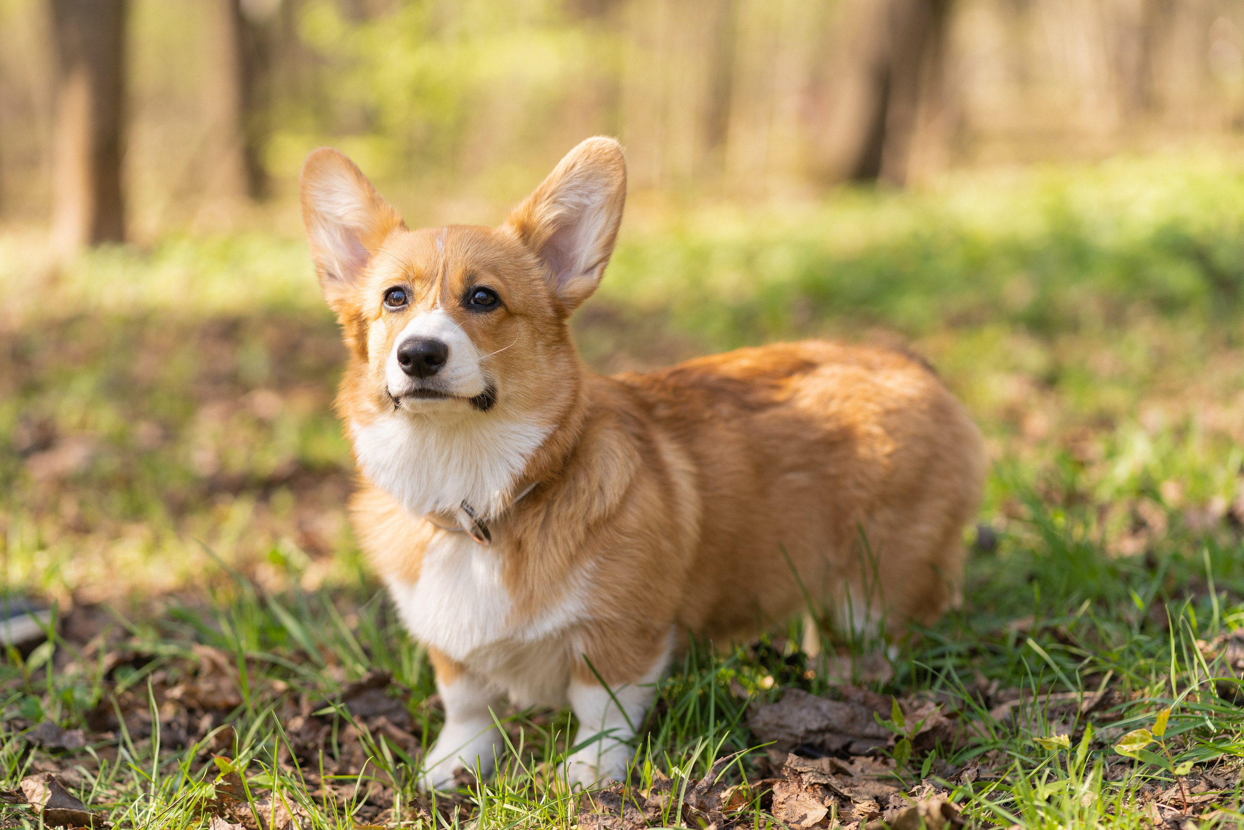 Саша, Настя, Луна. Свадебный фотограф в Москве Анна Полушина