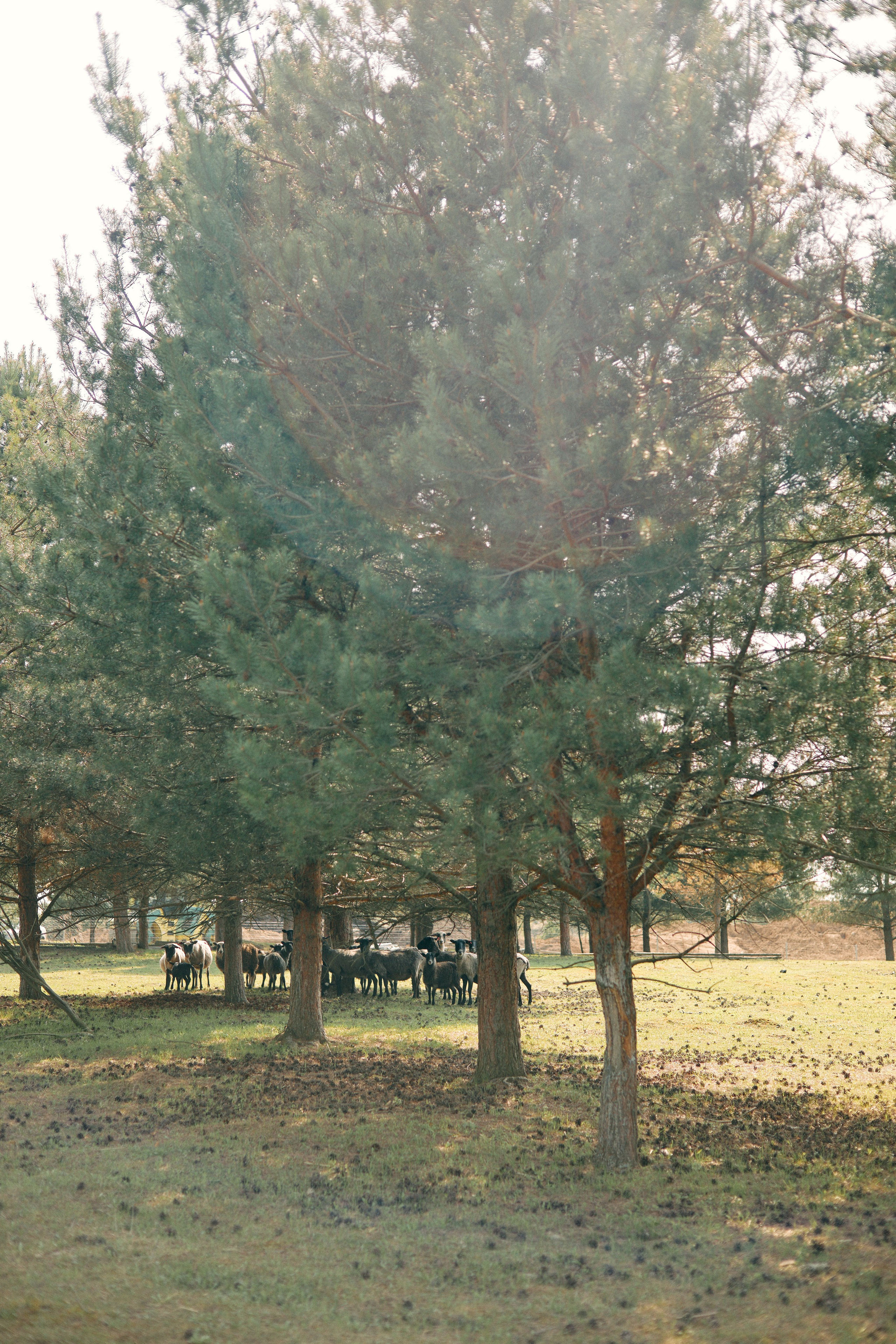 Бутик-отель Поле летом. Профессиональный Фотограф во Владимире, в Москве и в Суздале — Полина Романычева