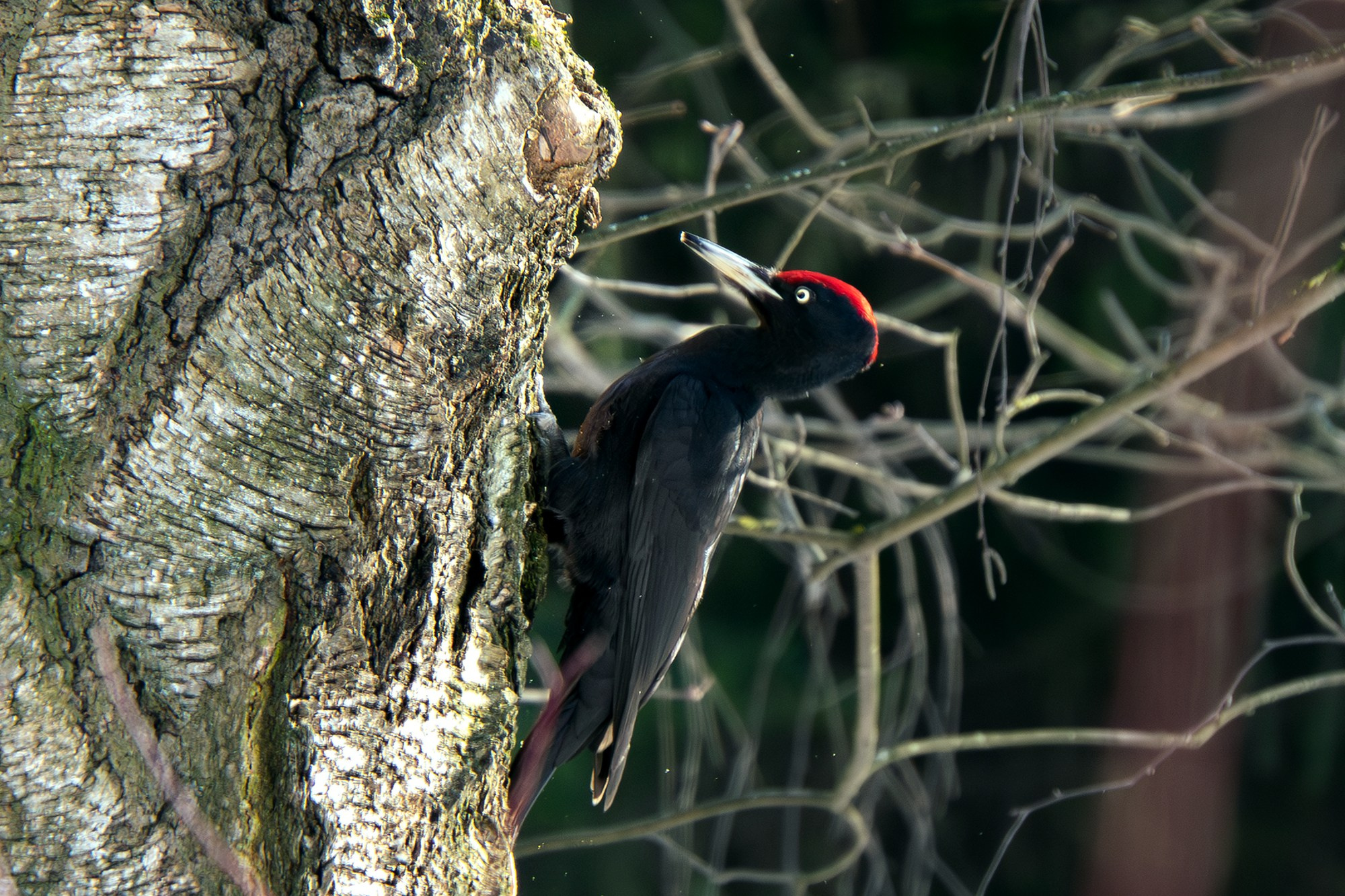Удивительные мир птиц. Вокруг нас столько прекрасного — присмотритесь!. Ваш личный фотограф Марина Волкова
