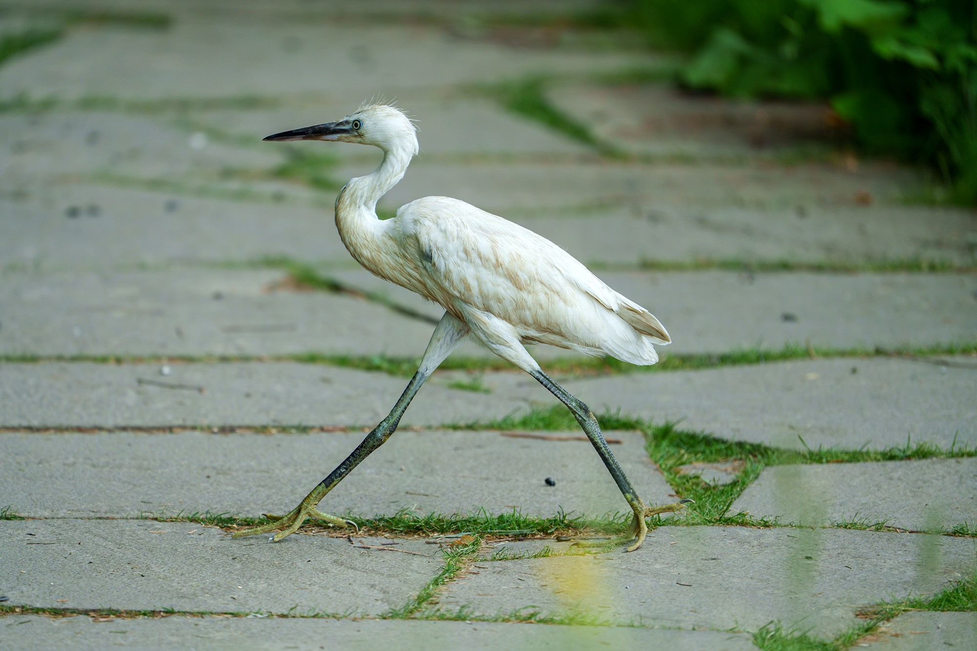 Удивительные мир птиц. Вокруг нас столько прекрасного — присмотритесь!. Ваш личный фотограф Марина Волкова
