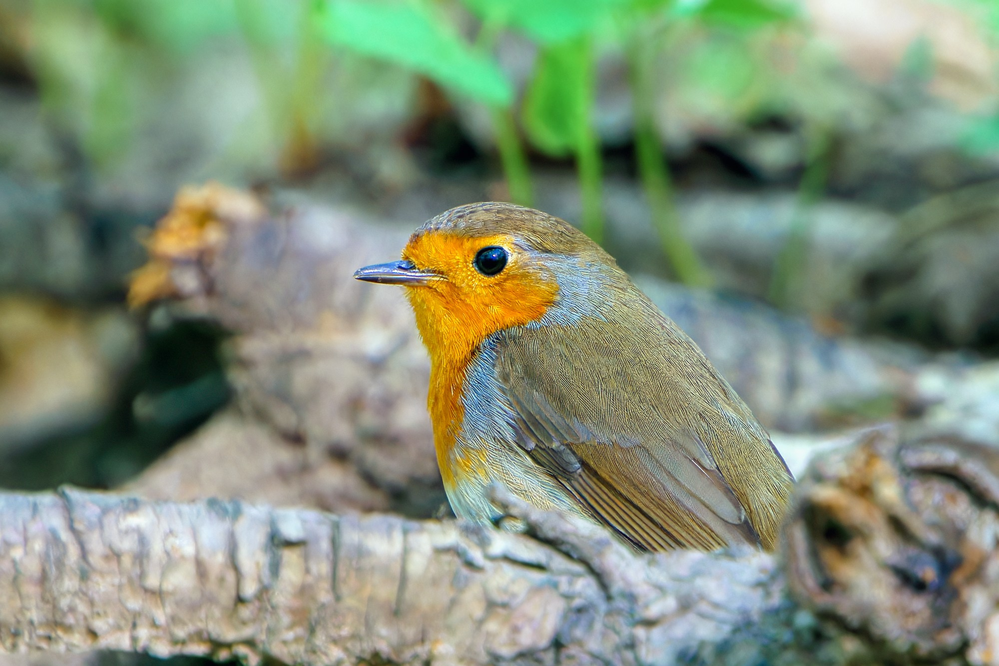 Удивительные мир птиц. Вокруг нас столько прекрасного — присмотритесь!. Ваш личный фотограф Марина Волкова