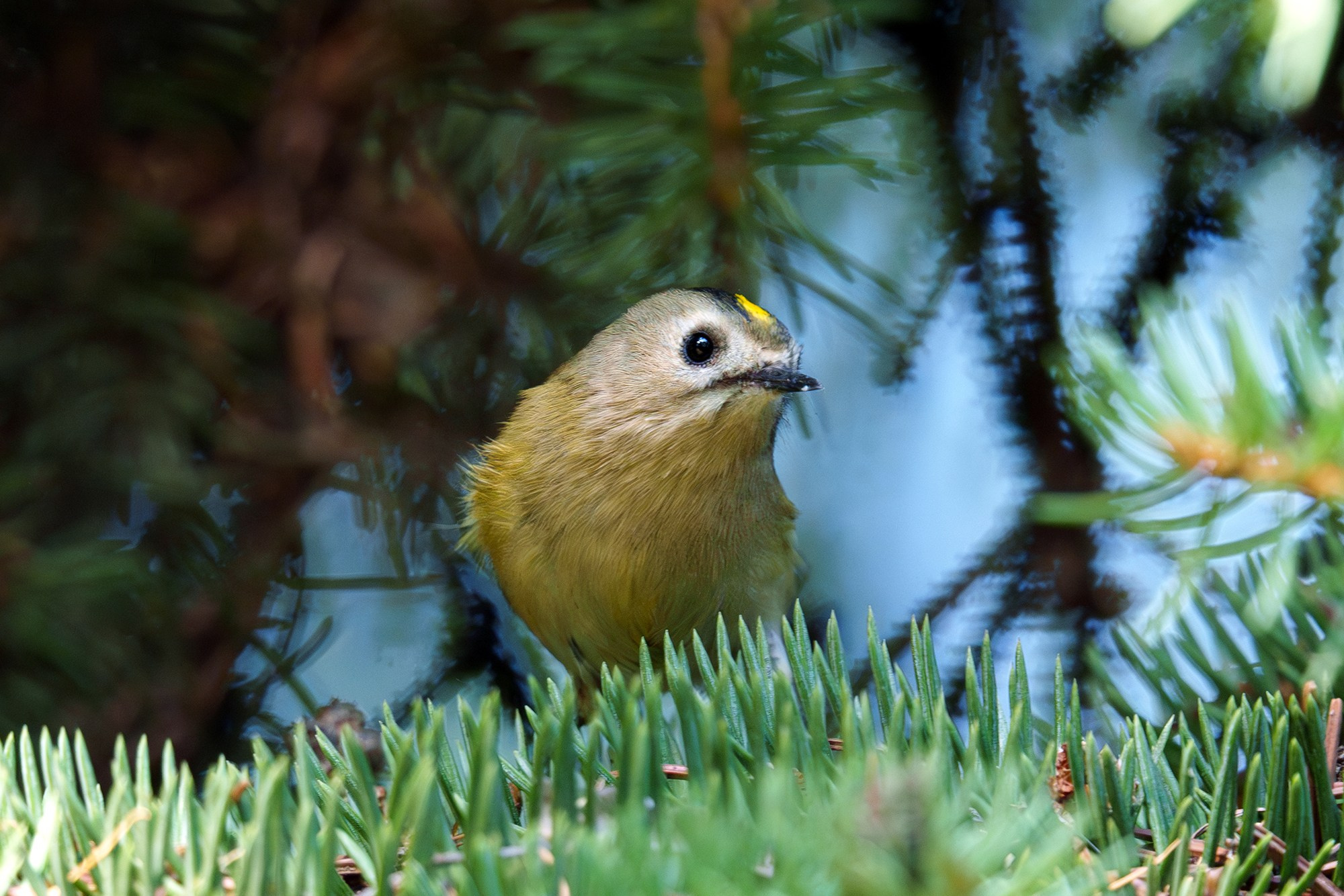 Удивительные мир птиц. Вокруг нас столько прекрасного — присмотритесь!. Ваш личный фотограф Марина Волкова