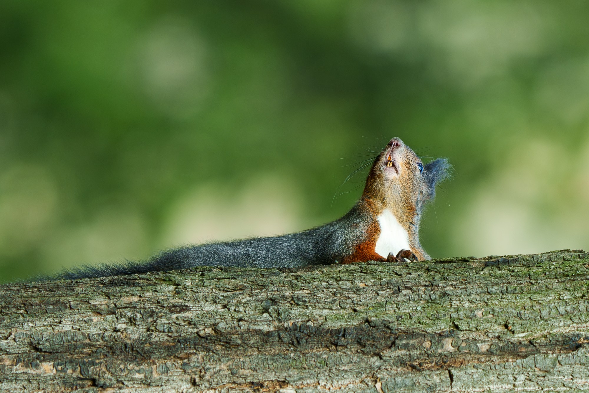 Животные. Ваш личный фотограф Марина Волкова