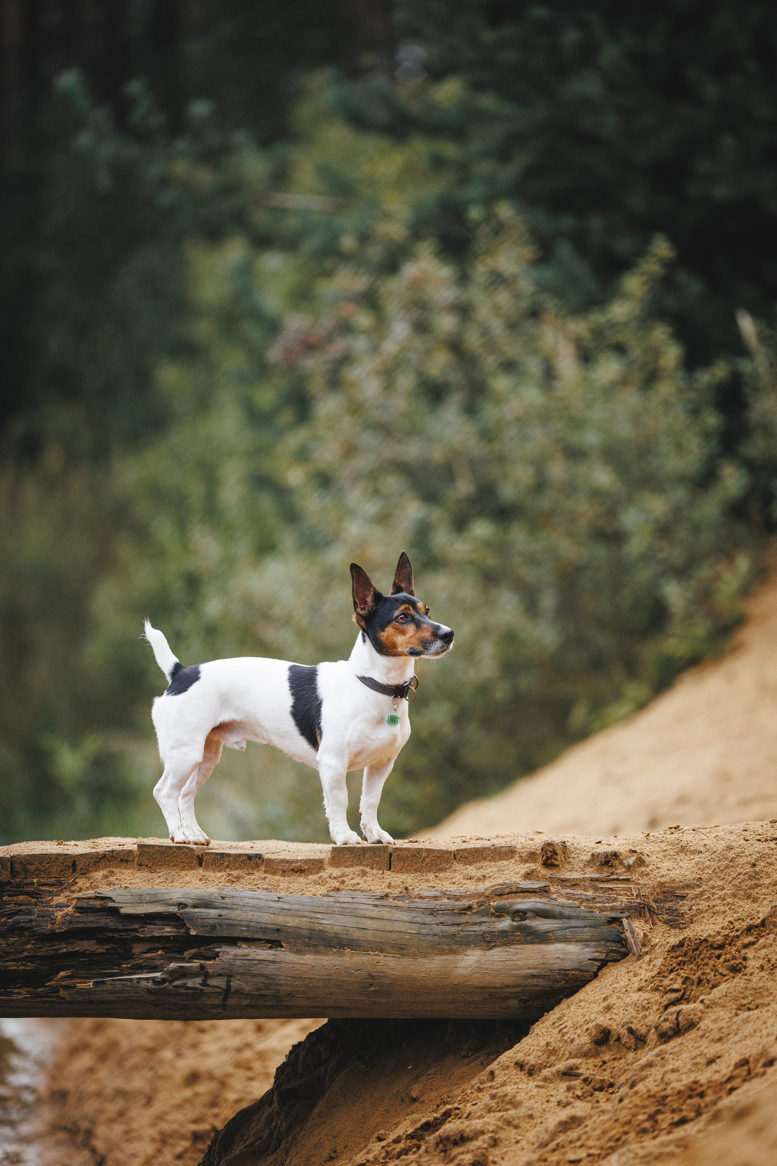 Ания и Ярик. Фотограф-анималист Анна Маринич