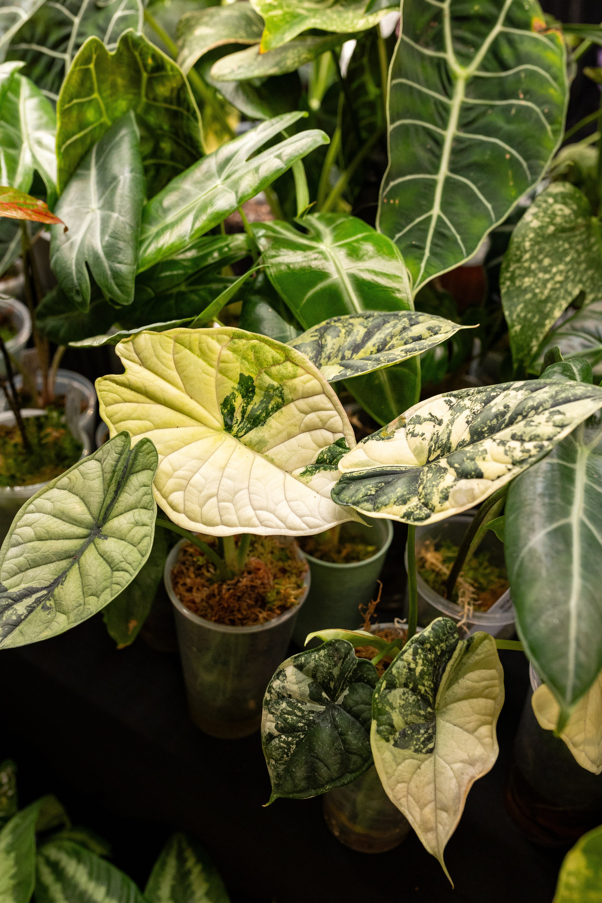 Growbox декабрь 2025. Александра Куликова фотограф, Москва