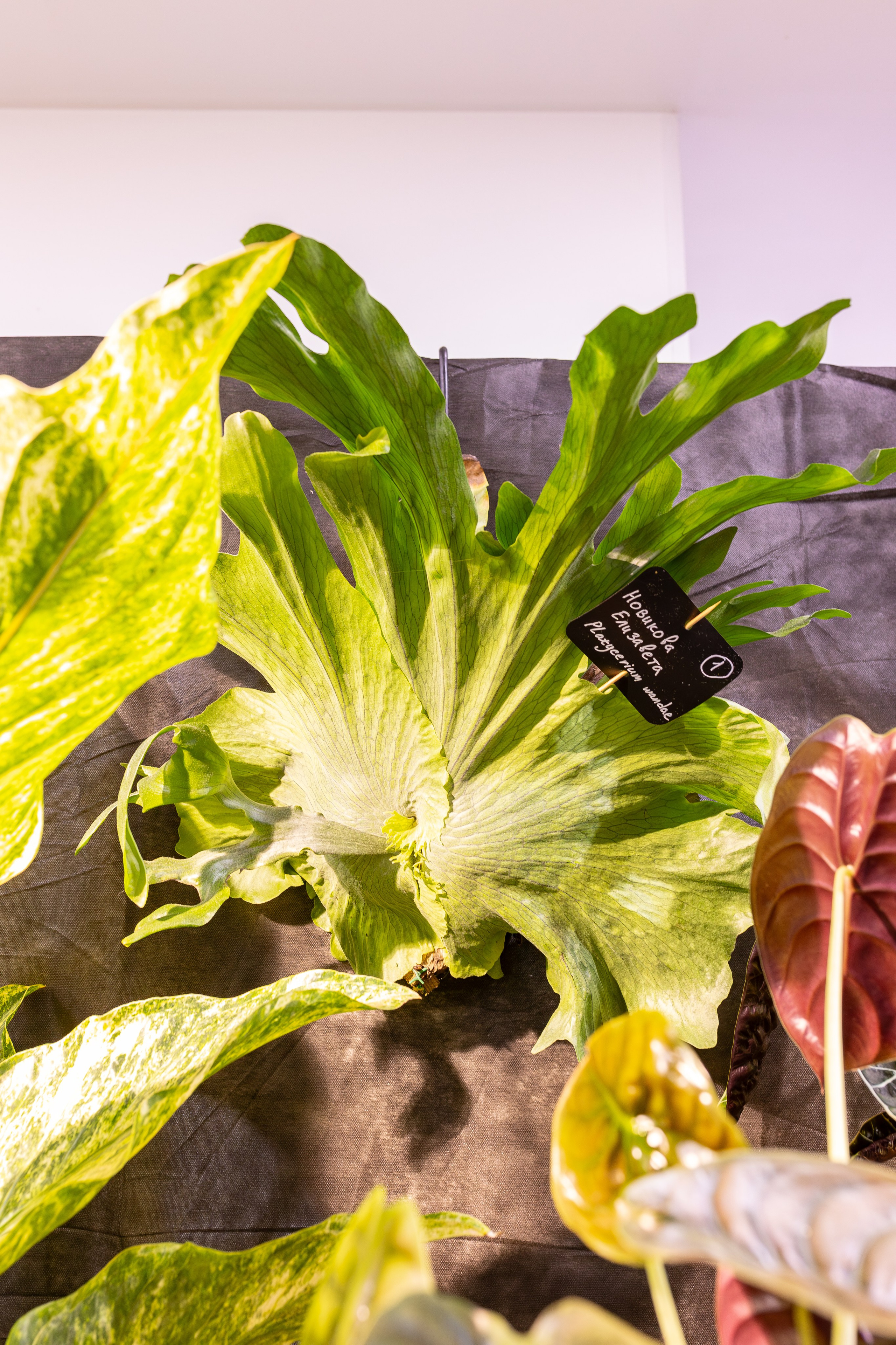 Монстериум 11–12 октября. Александра Куликова фотограф, Москва