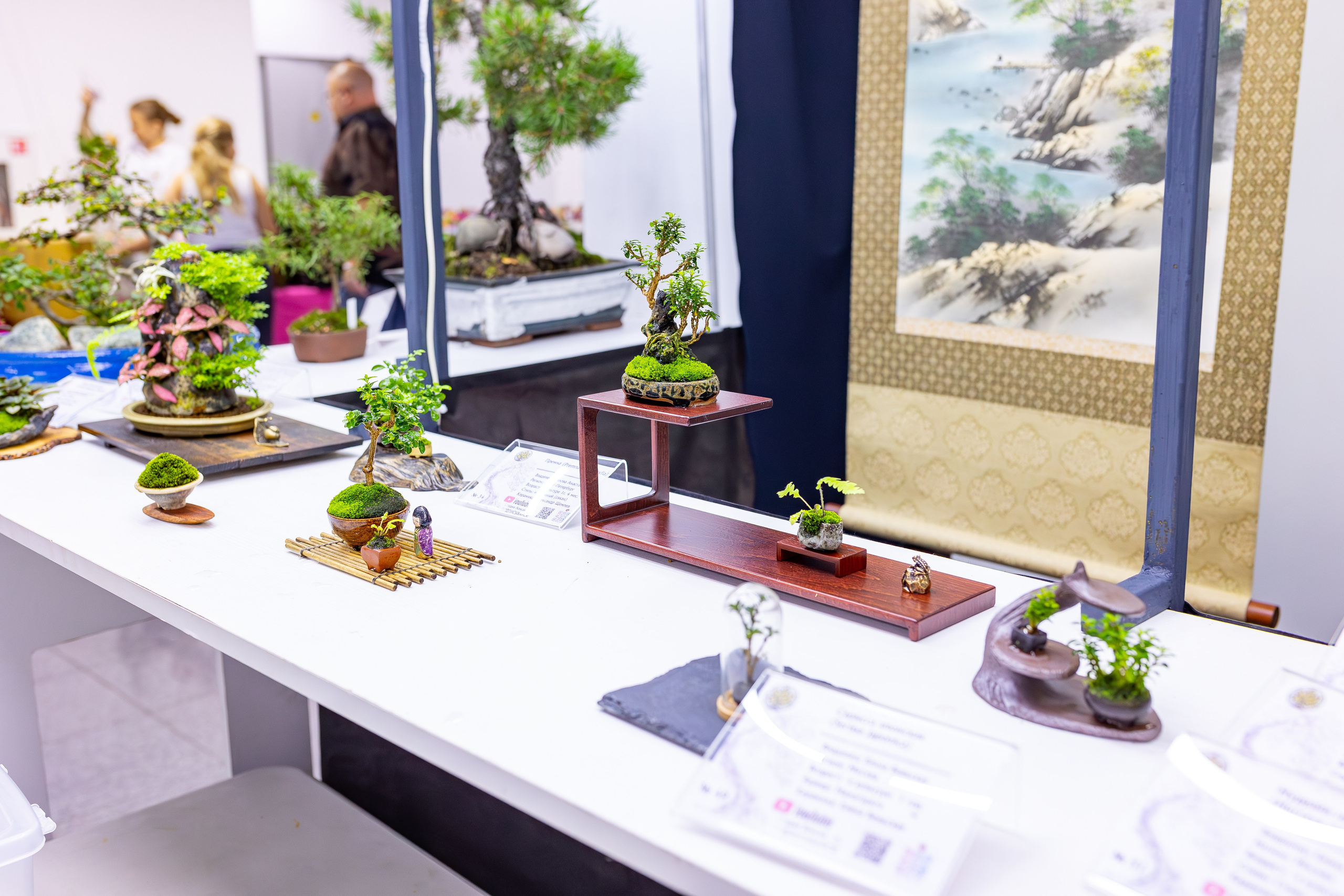 Орхидиум сентябрь 2025. Александра Куликова фотограф, Москва