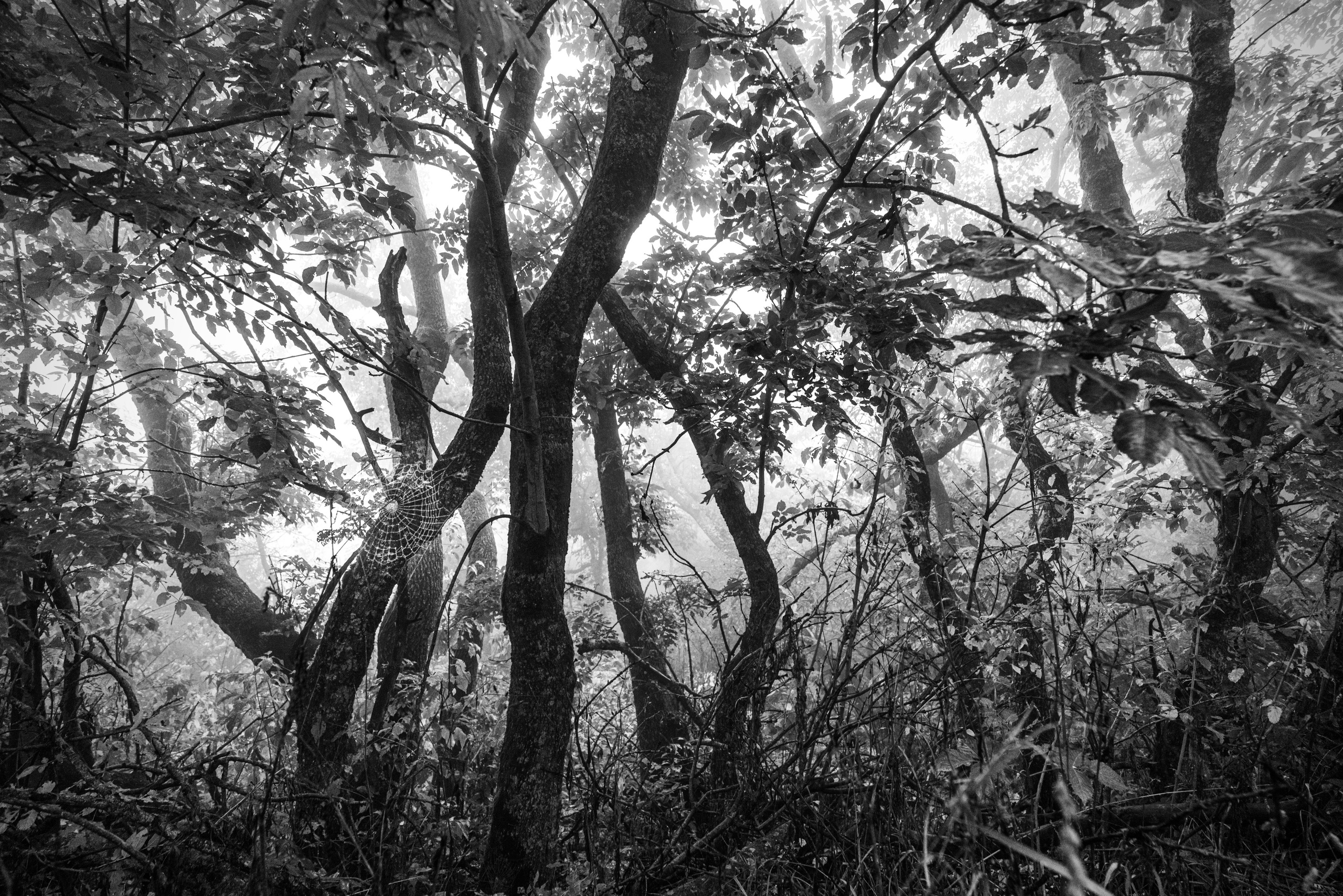 ПЕЙЗАЖ. Фотограф Николай Костюк