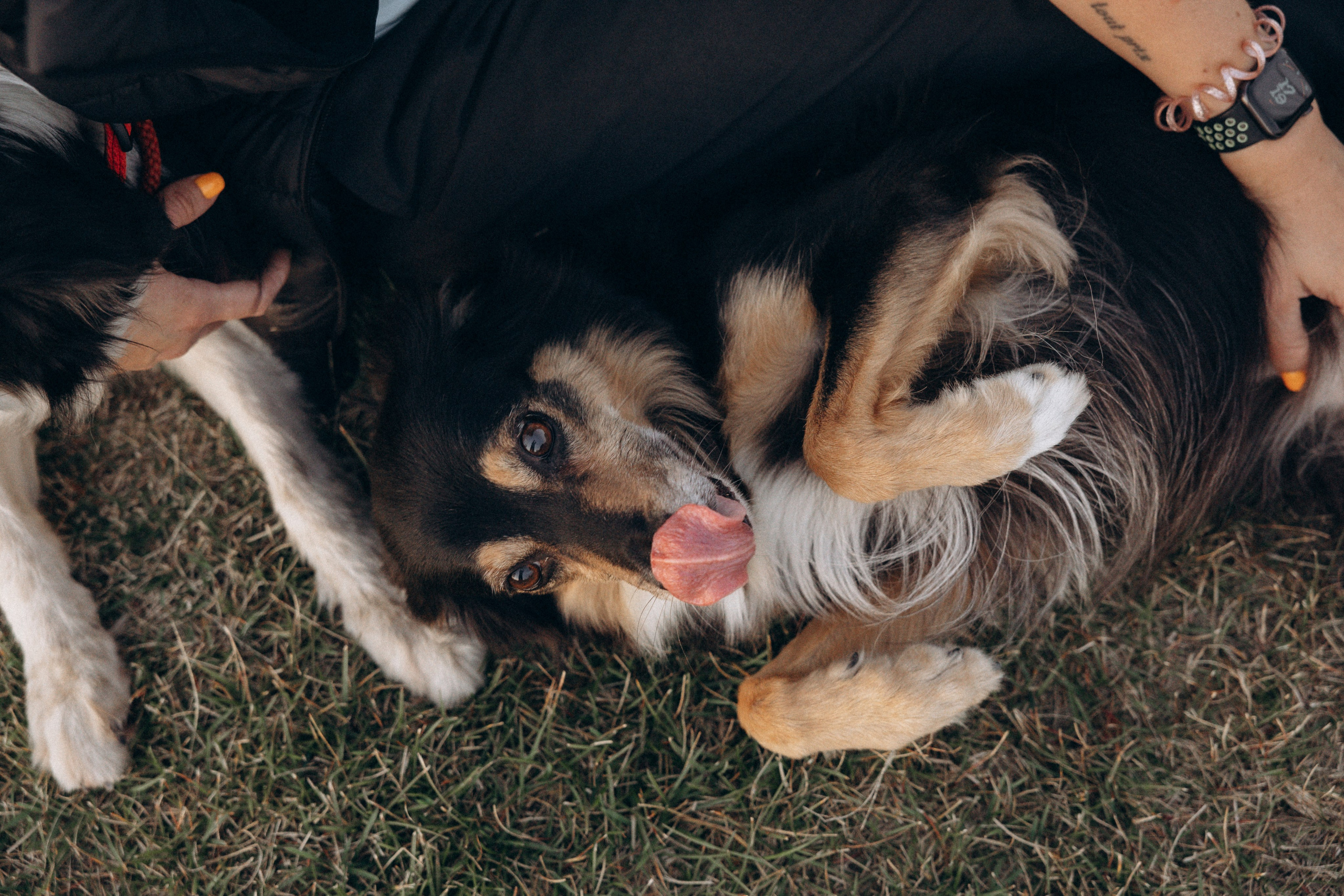 Алла и ее компания. Фотограф анималист в Казани Алина Сулейманова. Фотограф животных