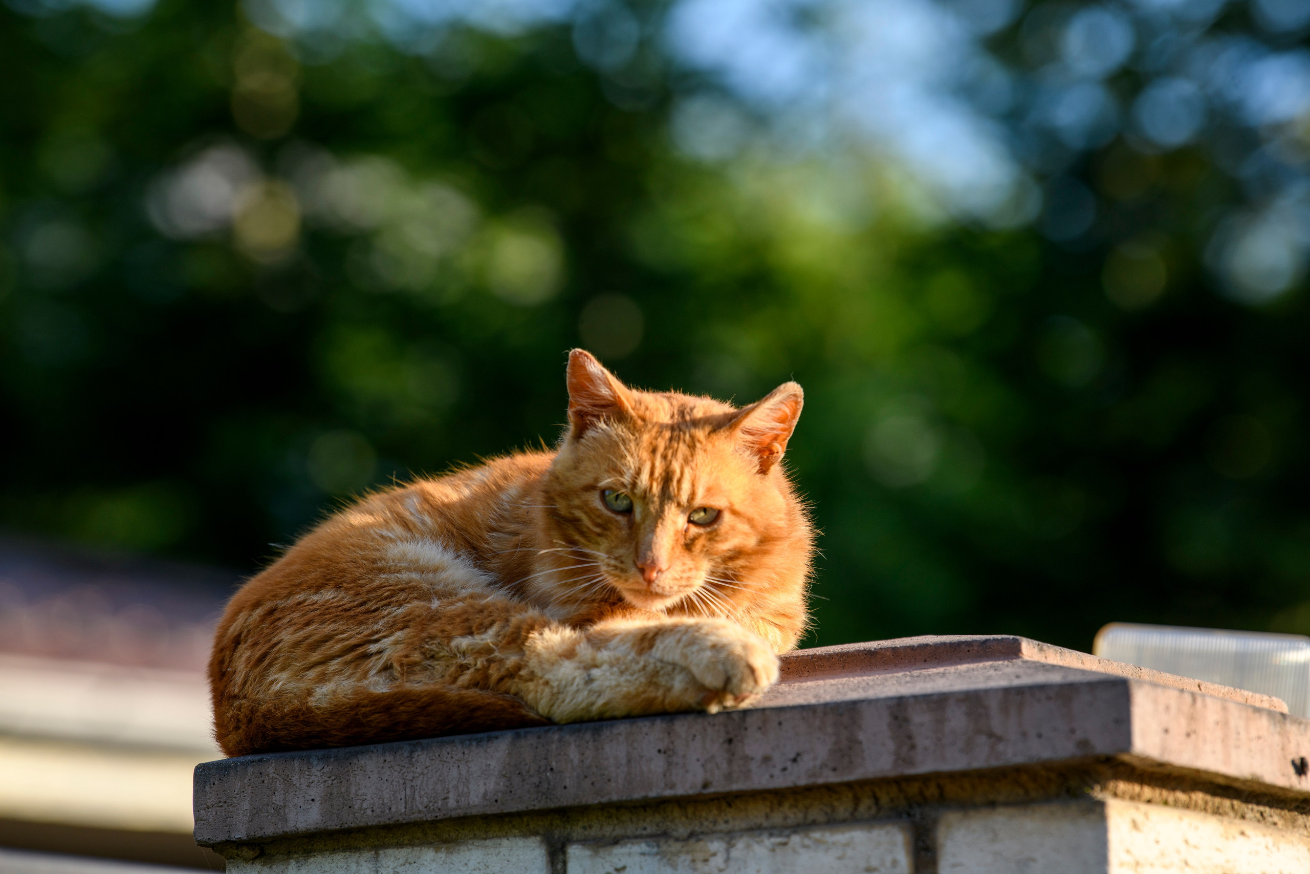 Переславль-Залесский. Wildlife photography by Sergey Puponin
