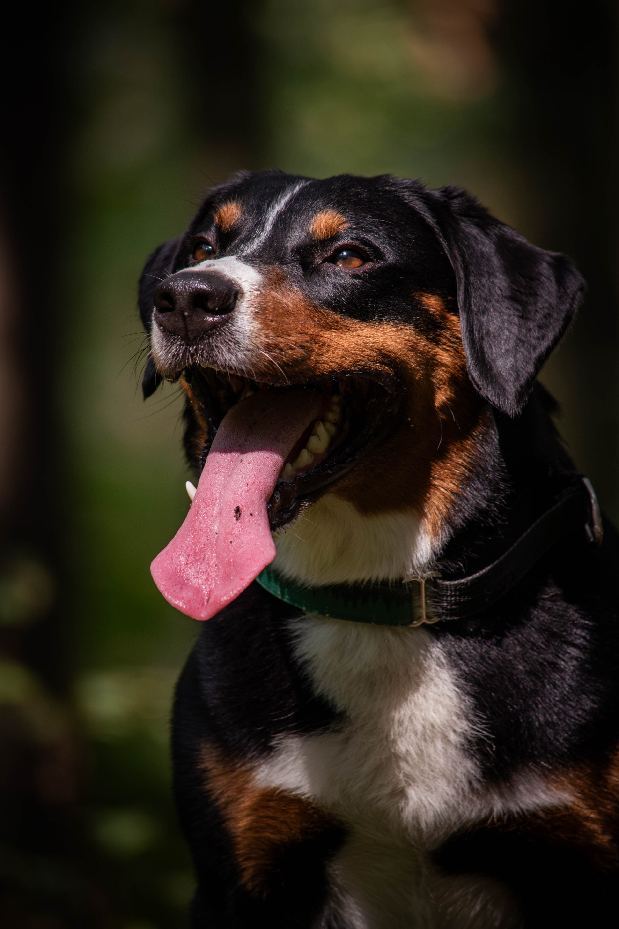 Микки и Юля. Фотограф Светлана Блинова, Москва и Московская область