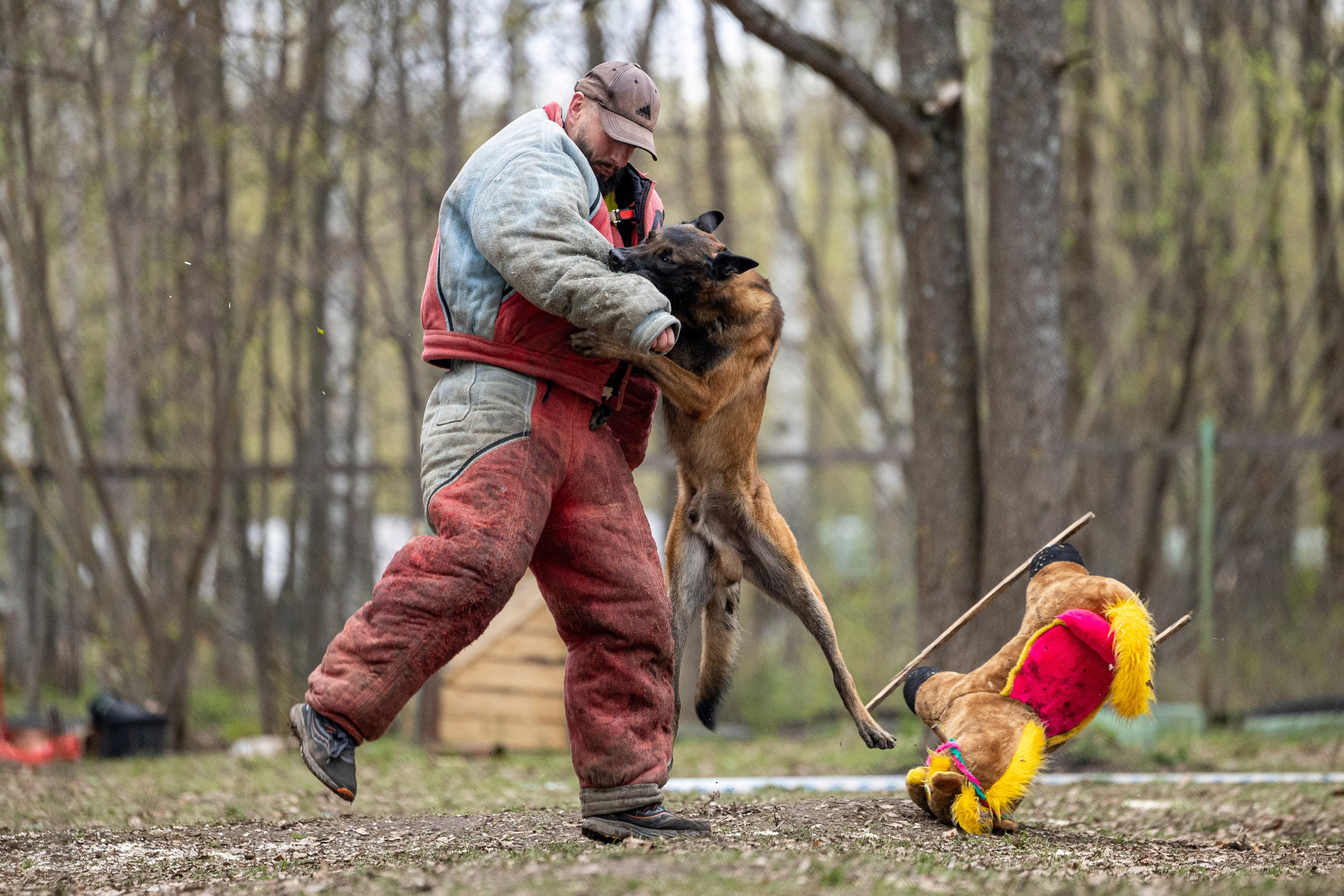 Квалификационные состязания по мондьорингу г. Вологда 11.05.24. Фотограф-анималист Анна Маринич
