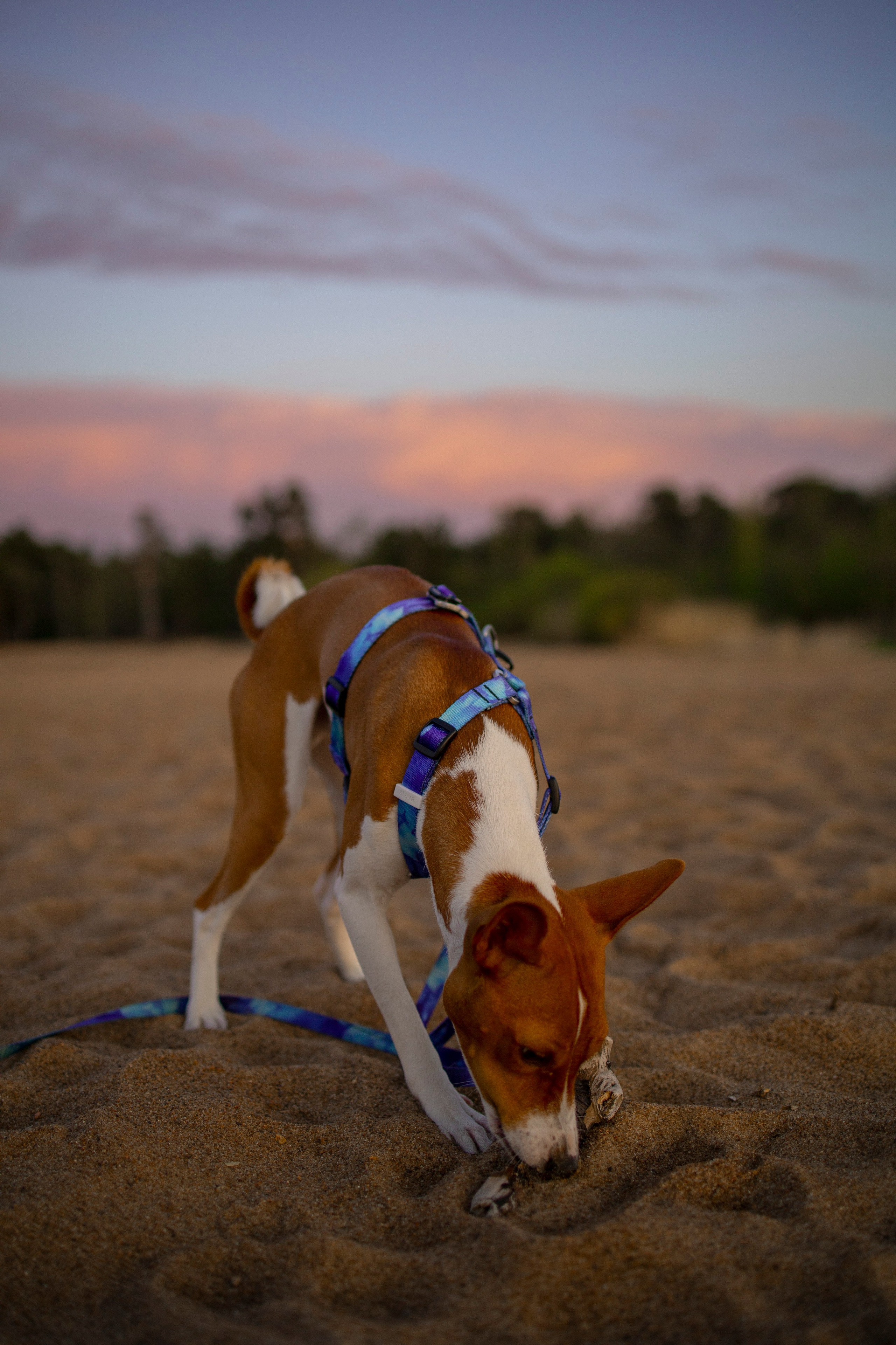 Лео и Саша. Фотограф-анималист в Санкт-Петеребурге Титова Алиса