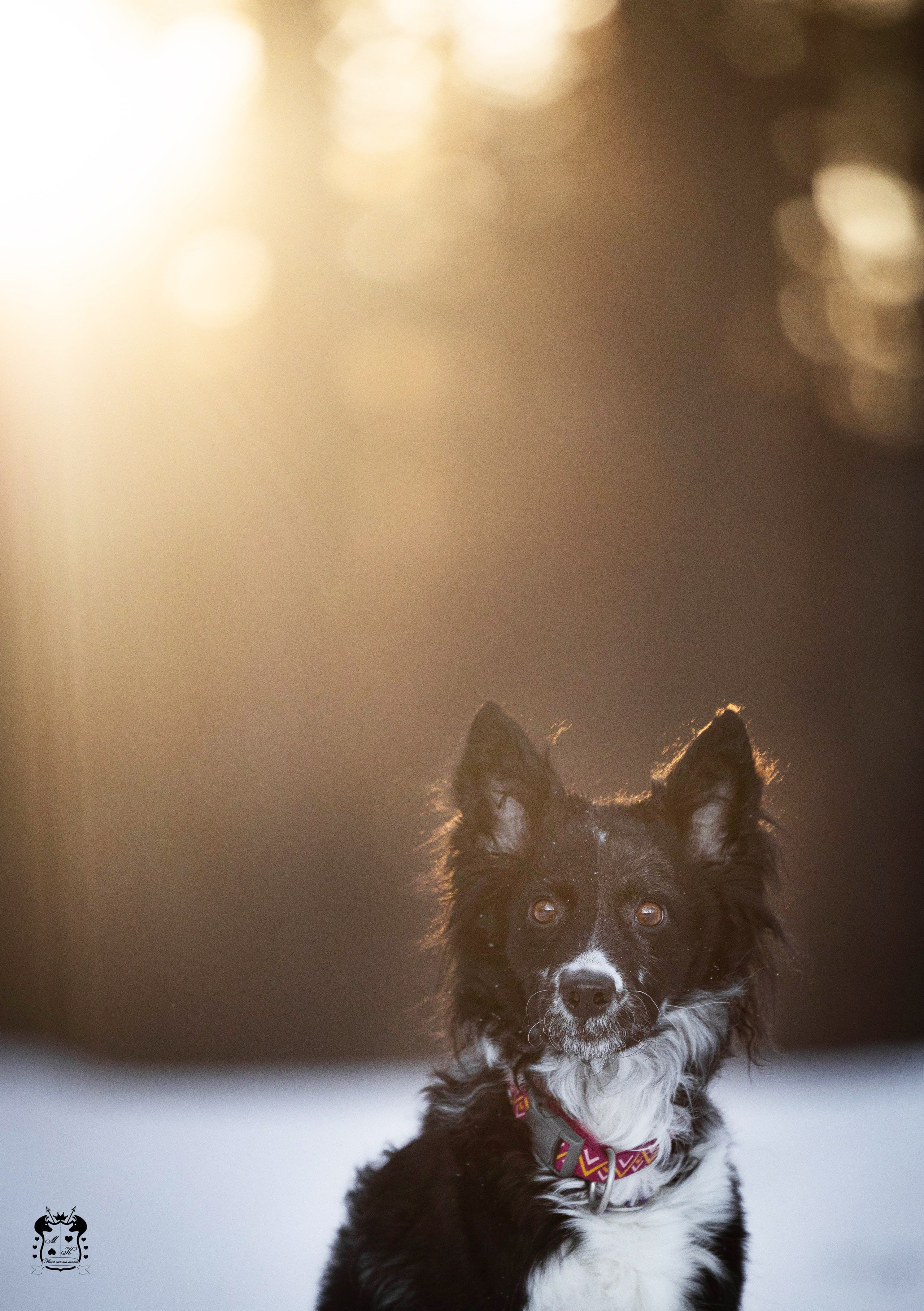 Портфолио. Фотограф-анималист в Екатеринбурге Марина Шишкина