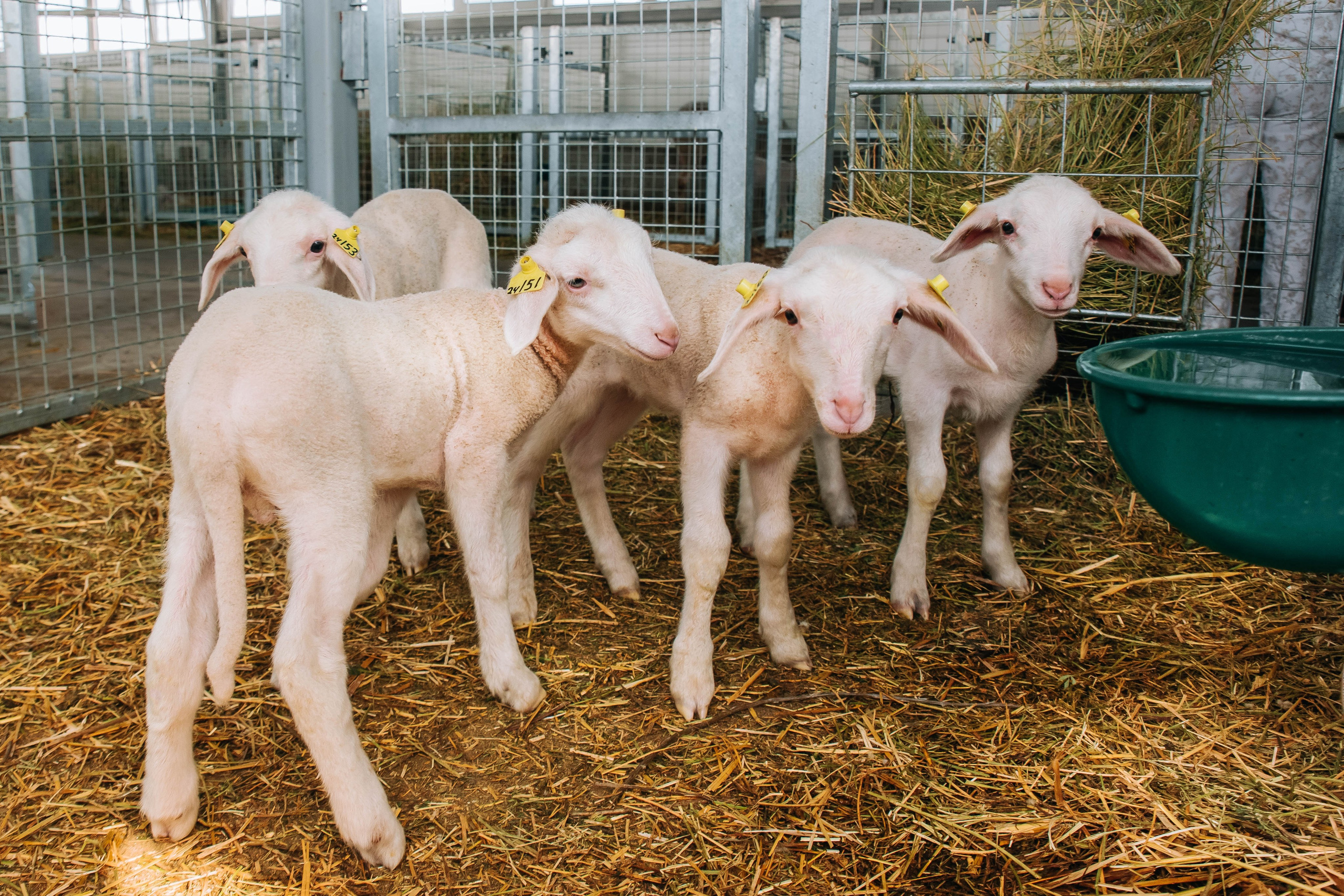 Овечья Ферма. Агрокурьер Красный Яр. Главная