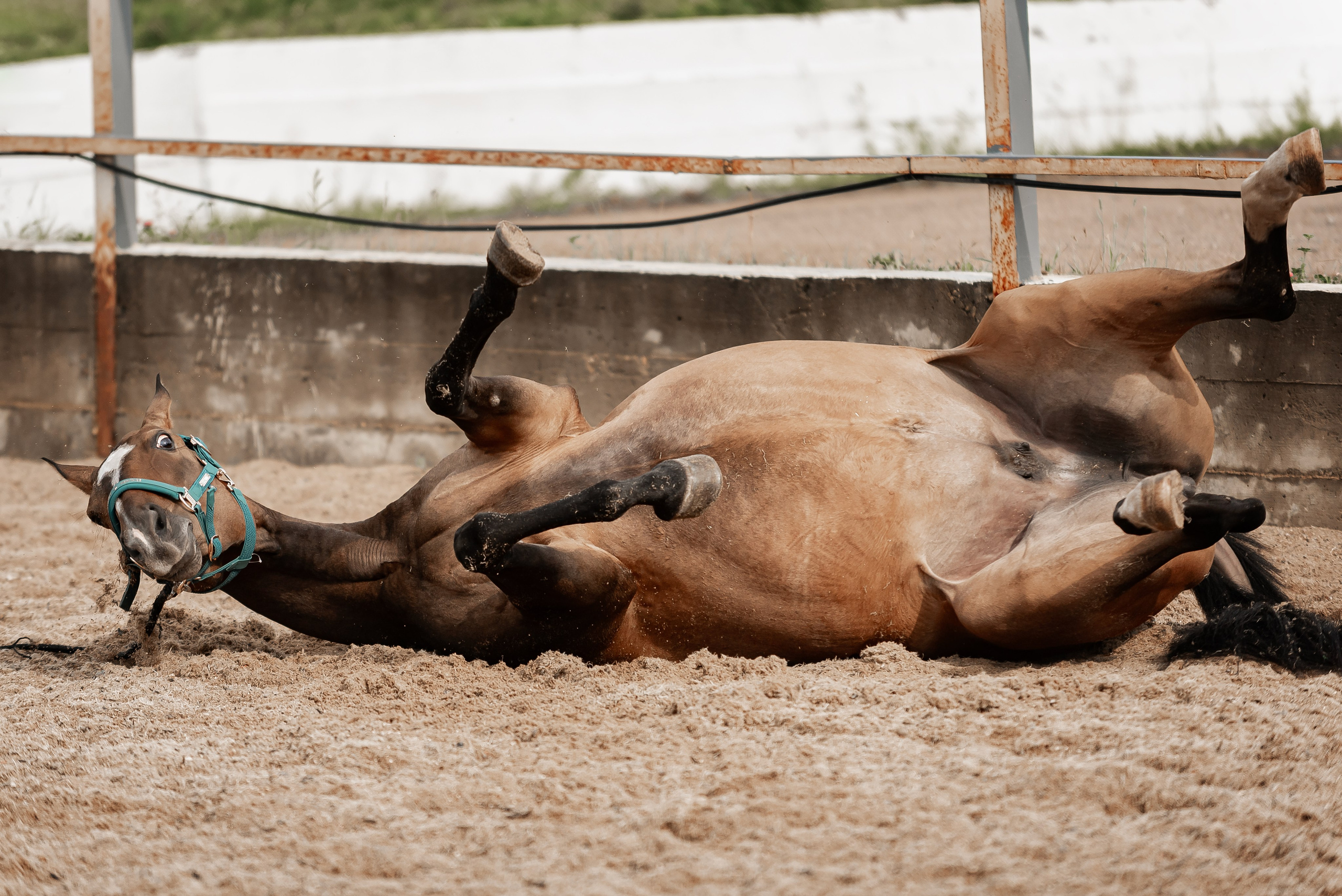 Рони и Зося. Куракина Дарья • Конный фотограф